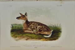 Common American Deer: An Original Audubon 19th Century Hand-colored Lithograph