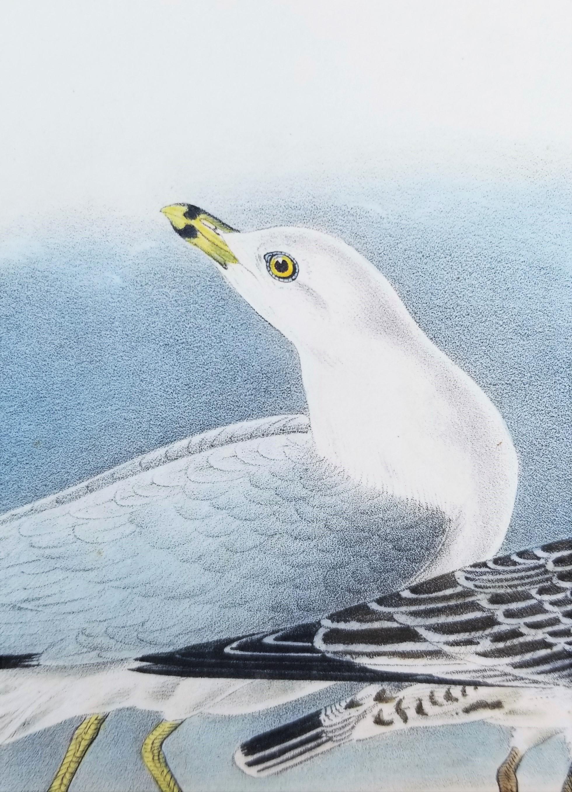 Common American Gull - Ring-billed Gull /// Ornithology Bird Seascape Beach Sky For Sale 3