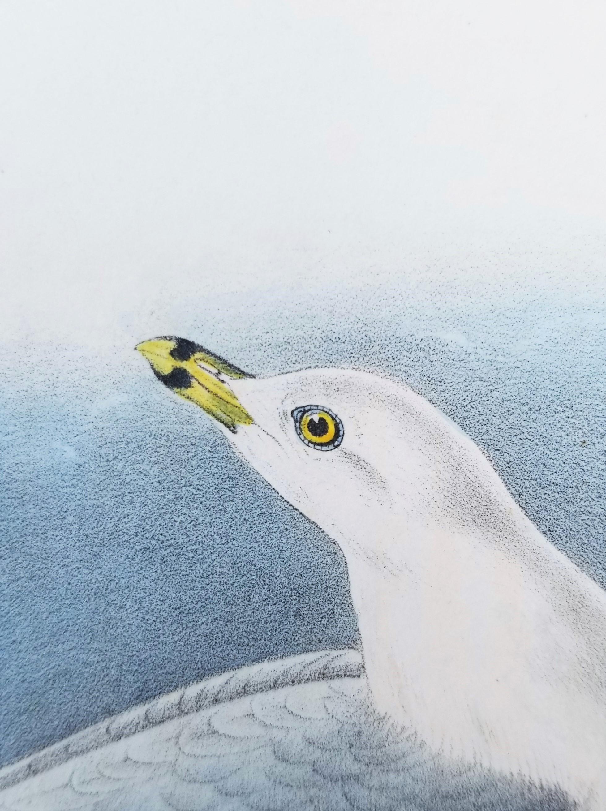 Common American Gull - Ring-billed Gull /// Ornithology Bird Seascape Beach Sky For Sale 4