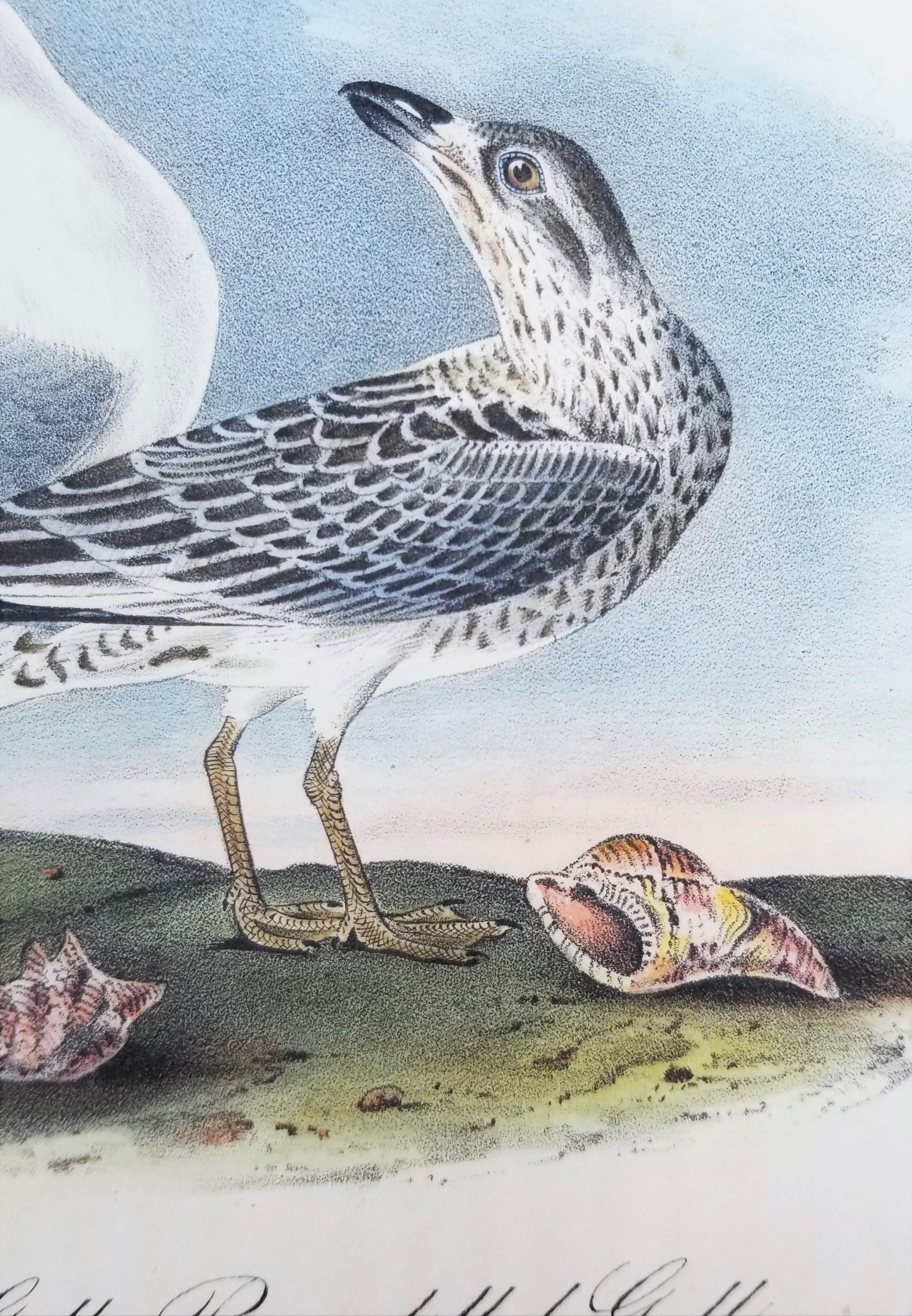 Common American Gull - Ring-billed Gull /// Ornithology Bird Seascape Beach Sky For Sale 5