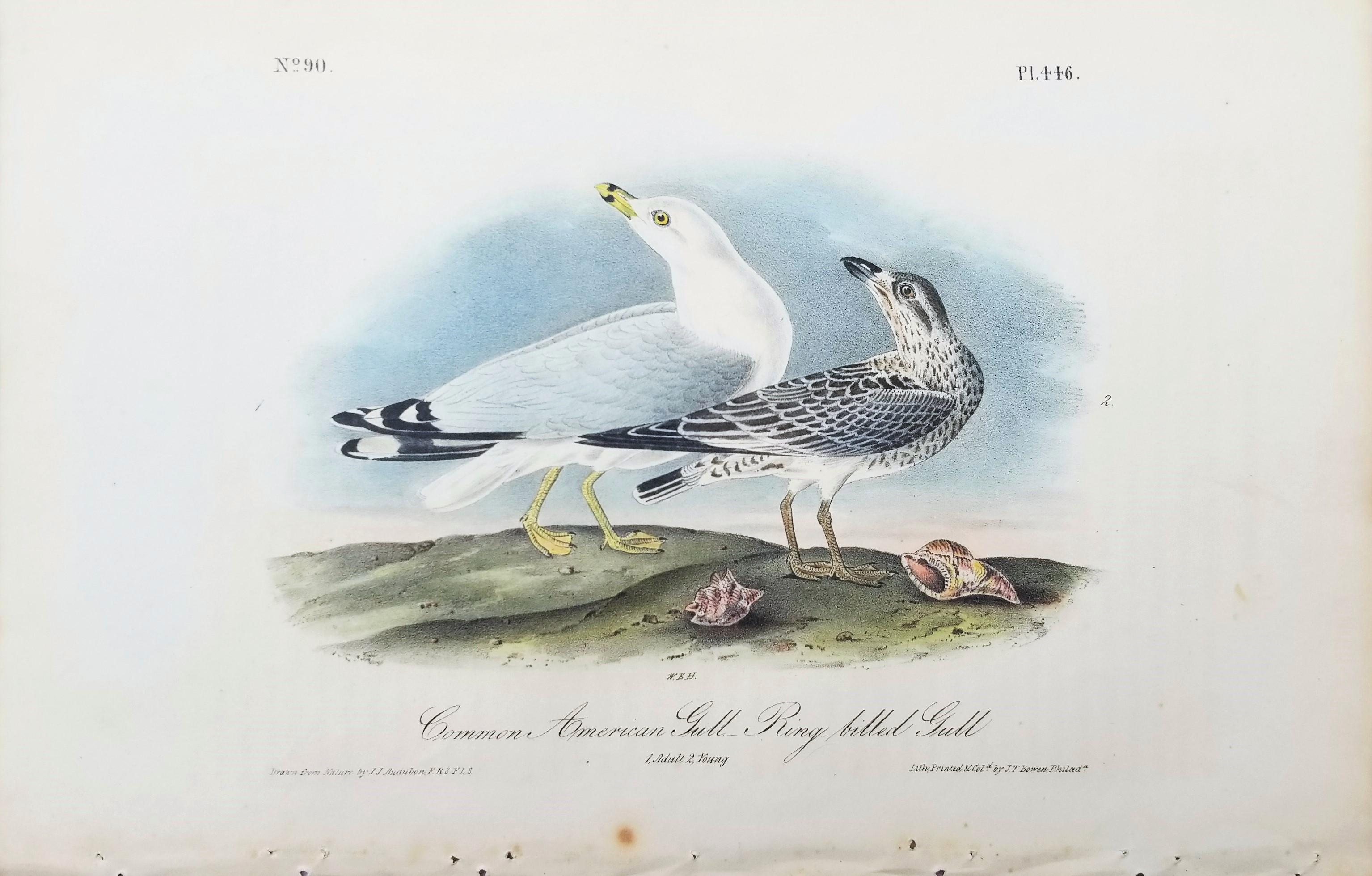 Common American Gull - Ring-billed Gull /// Ornithology Bird Seascape Beach Sky - Print by John James Audubon