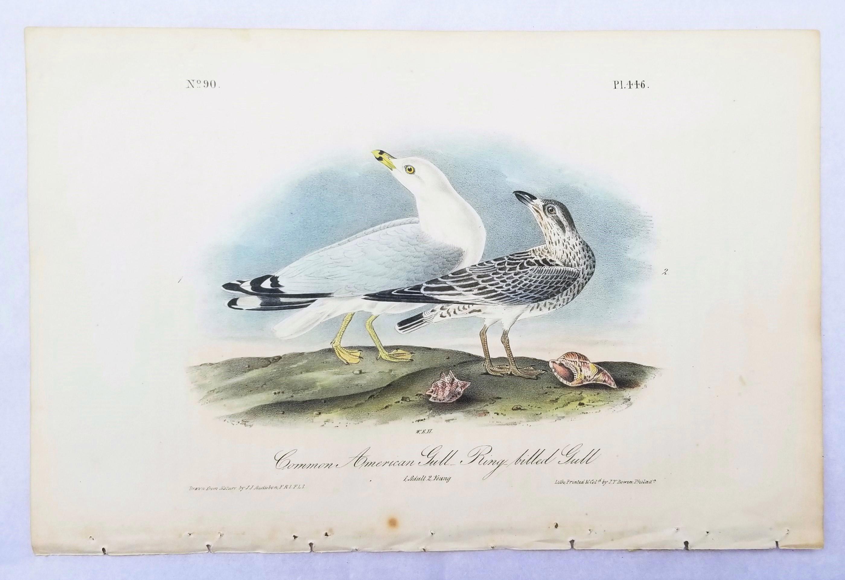 Common American Gull - Ringgeflochtener Gull /// Ornithology Vogel Meereslandschaft Strandhimmel (Viktorianisch), Print, von John James Audubon
