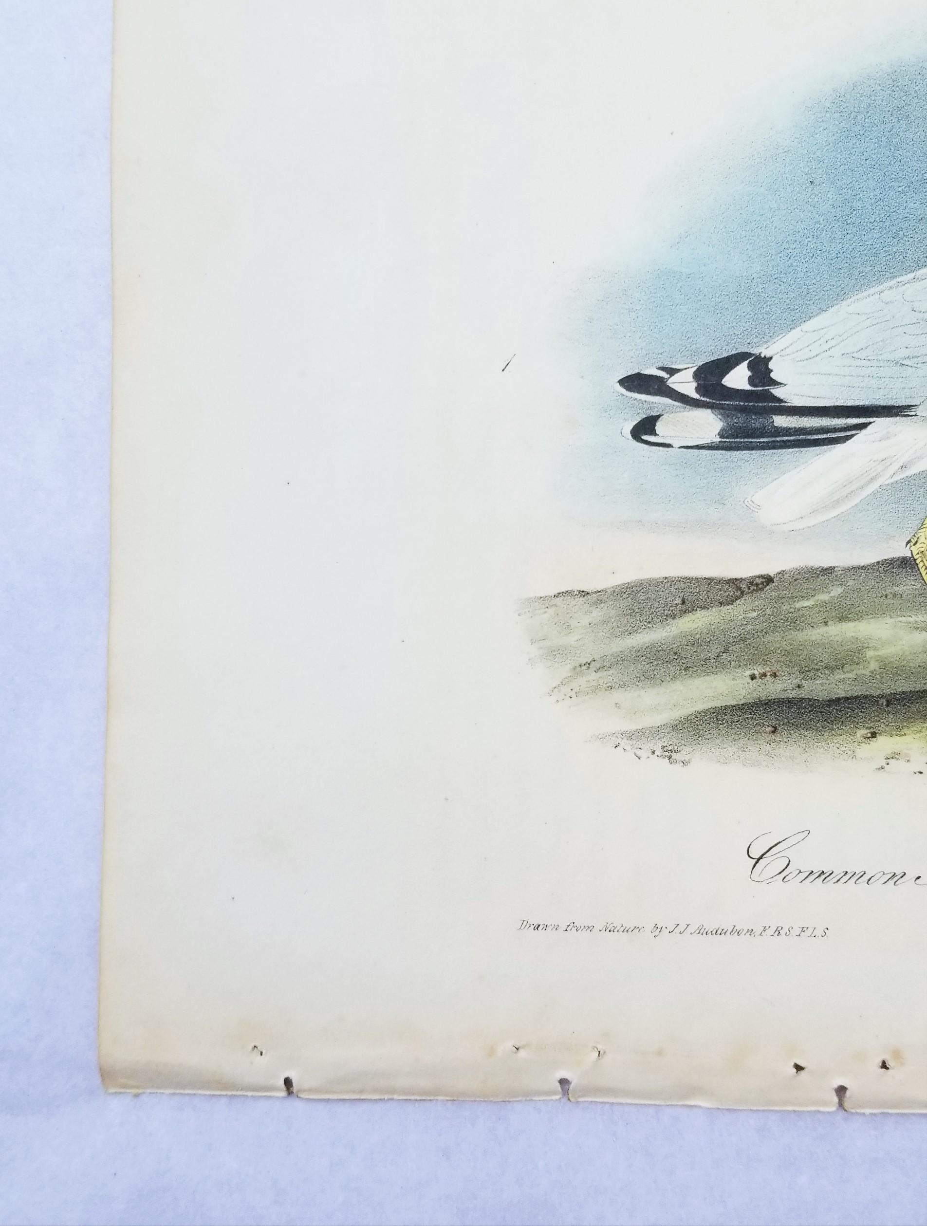 Common American Gull - Ringgeflochtener Gull /// Ornithology Vogel Meereslandschaft Strandhimmel (Grau), Animal Print, von John James Audubon