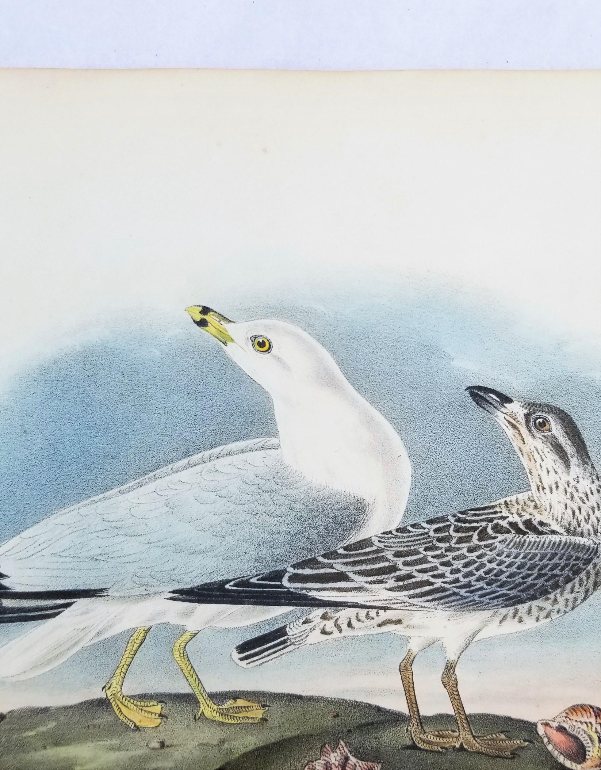 Common American Gull - Ring-billed Gull /// Ornithology Bird Seascape Beach Sky For Sale 1
