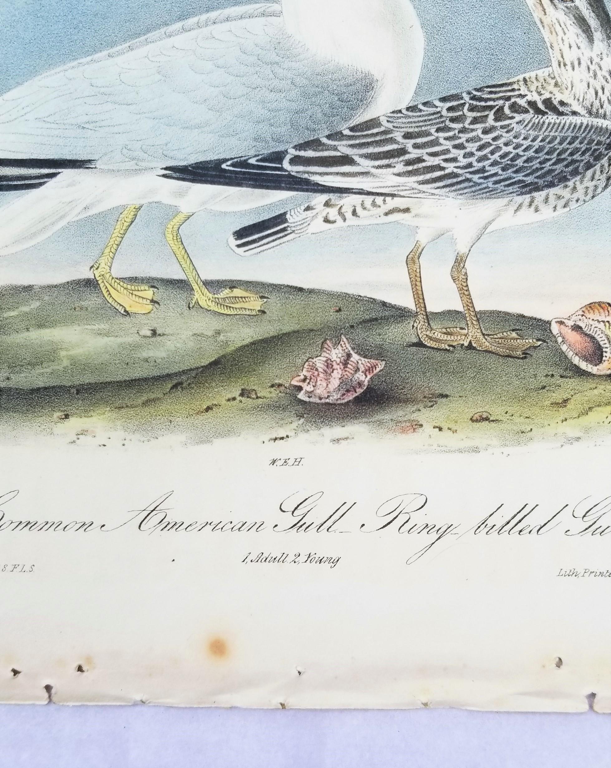 Common American Gull - Ring-billed Gull /// Ornithology Bird Seascape Beach Sky For Sale 2