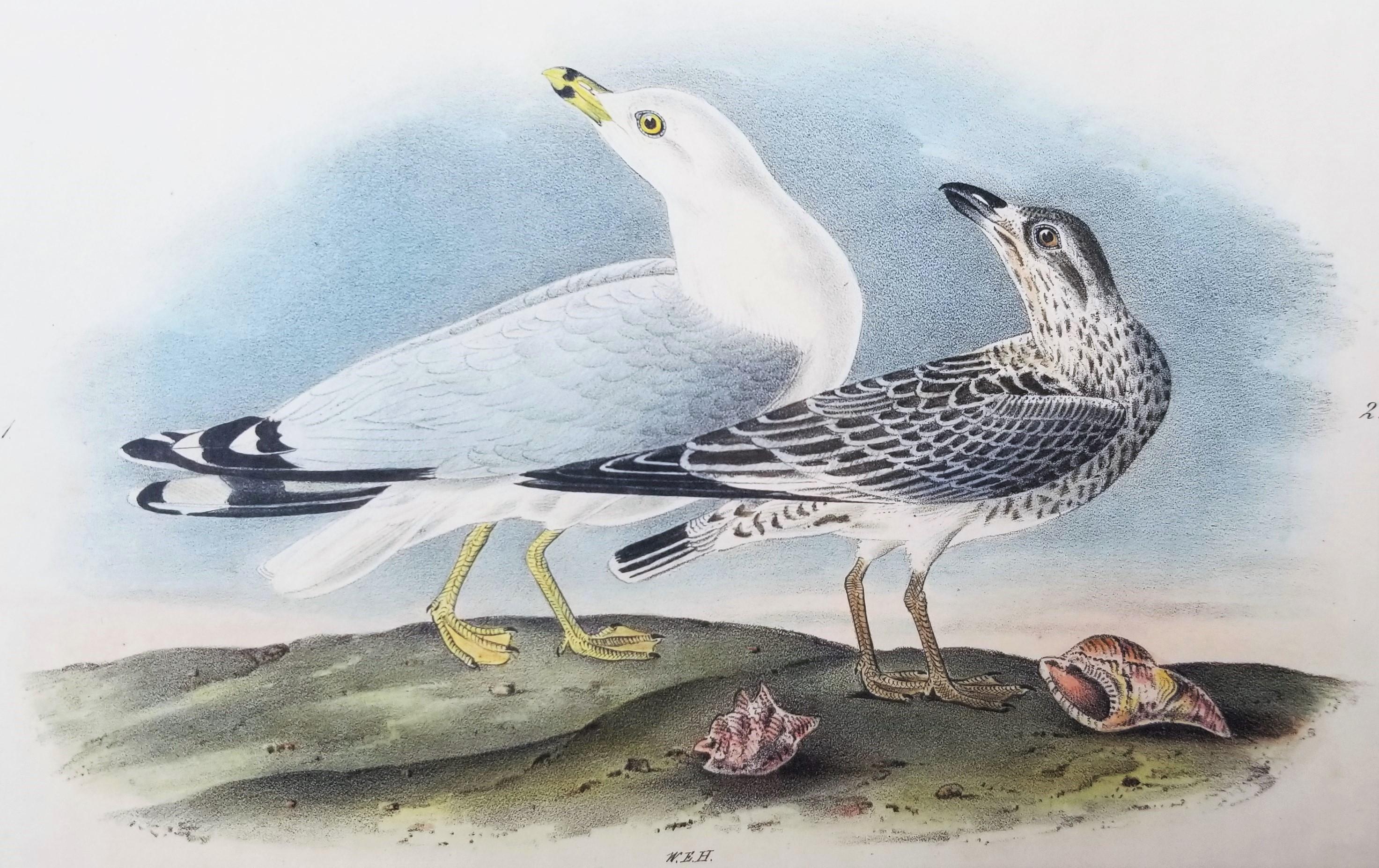 John James Audubon Animal Print - Common American Gull - Ring-billed Gull /// Ornithology Bird Seascape Beach Sky