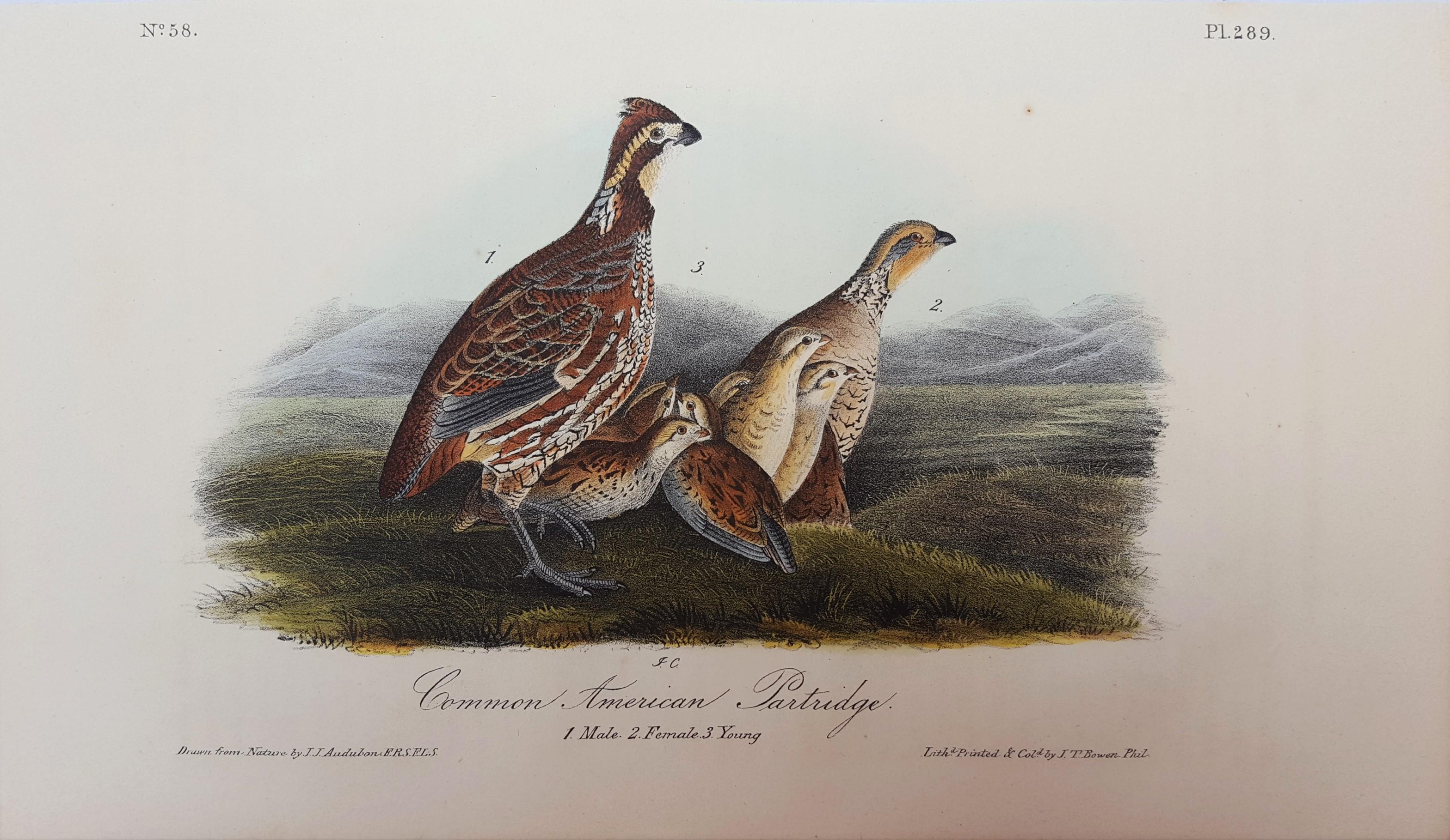 Common American Partridge - Print by John James Audubon