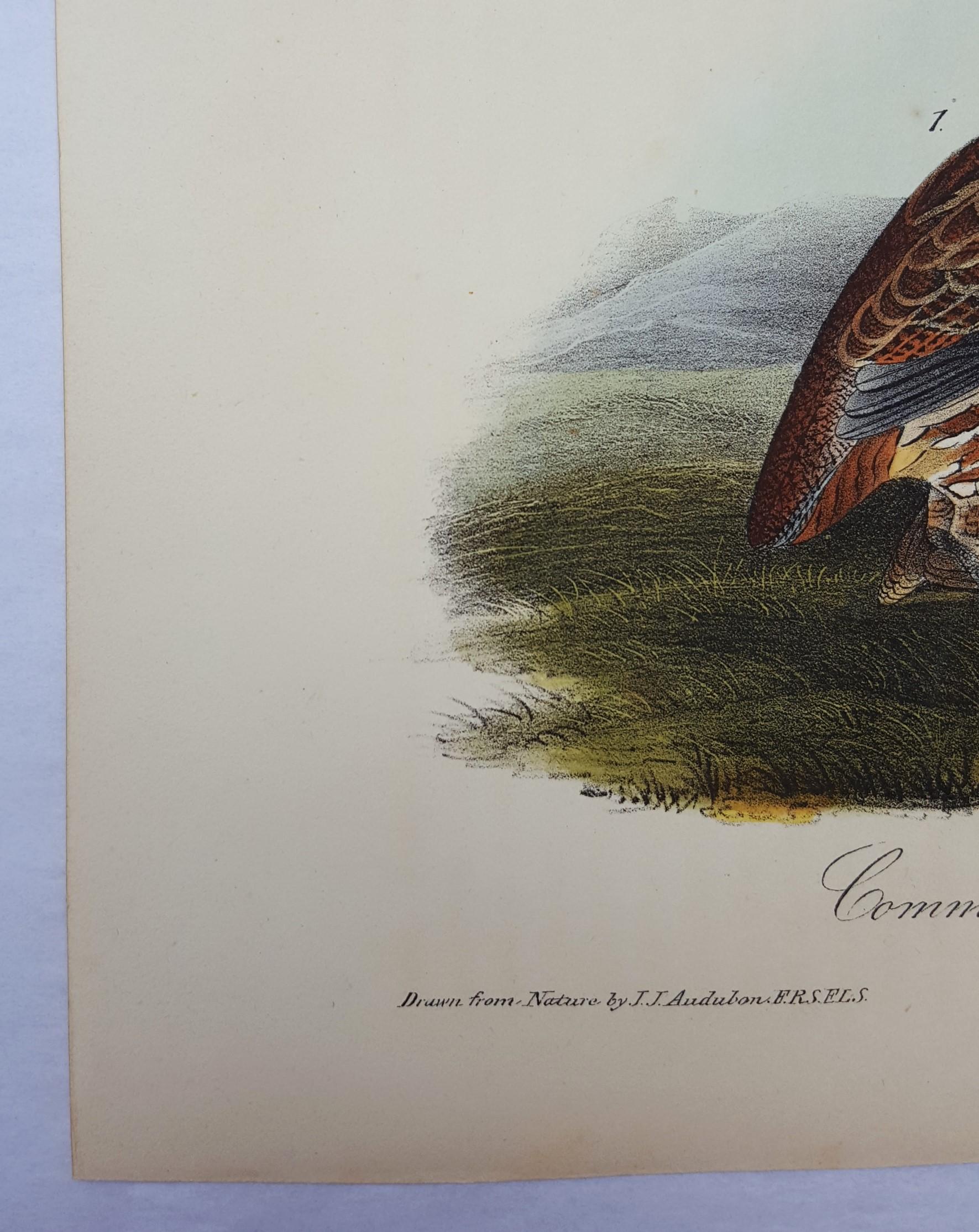 Common American Partridge - Victorian Print by John James Audubon