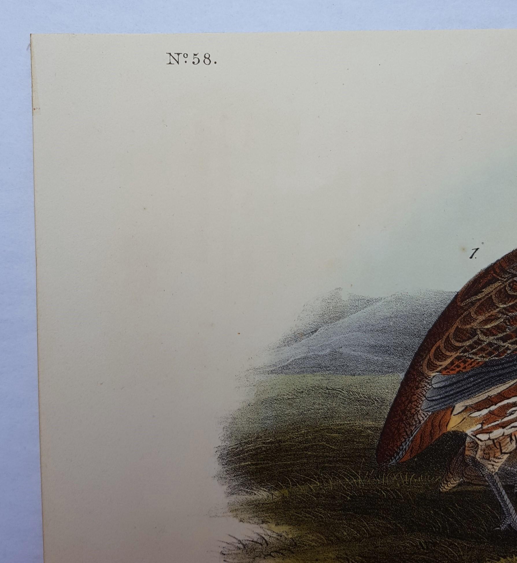 Common American Partridge - Gray Animal Print by John James Audubon