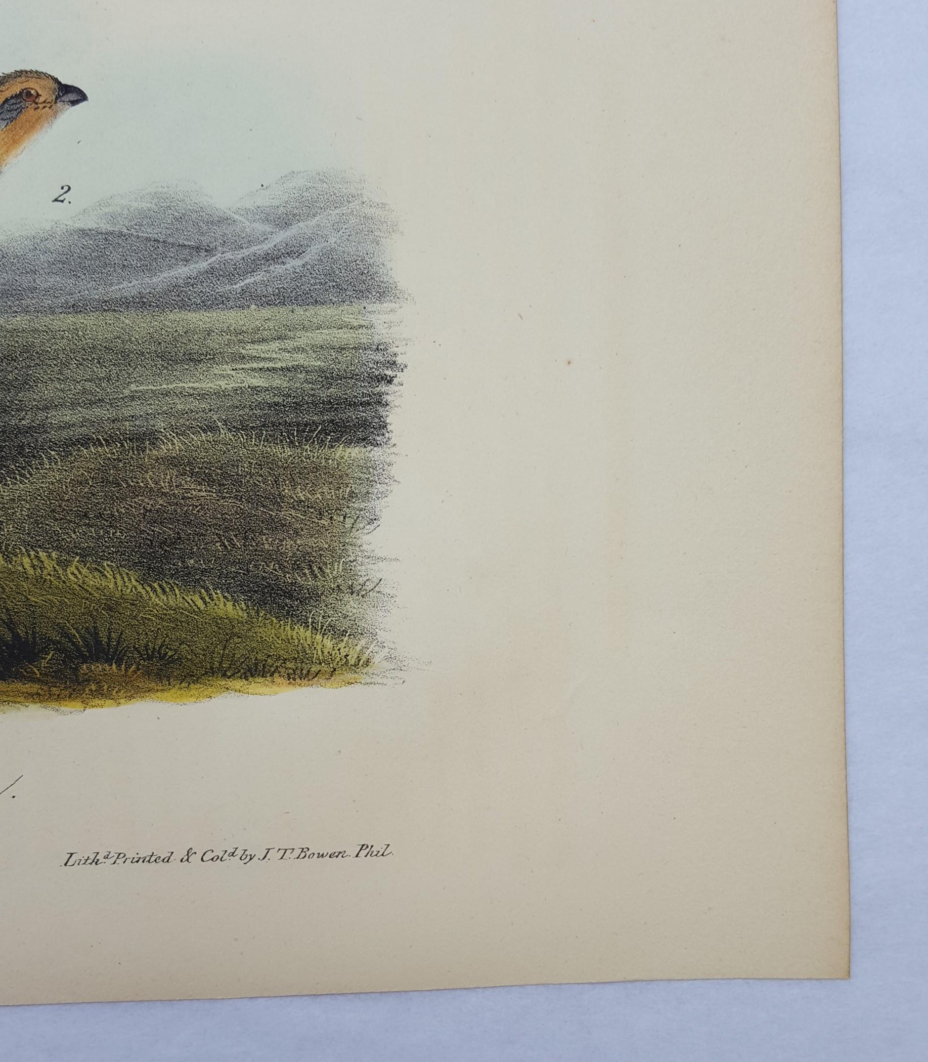 Common American Partridge 1