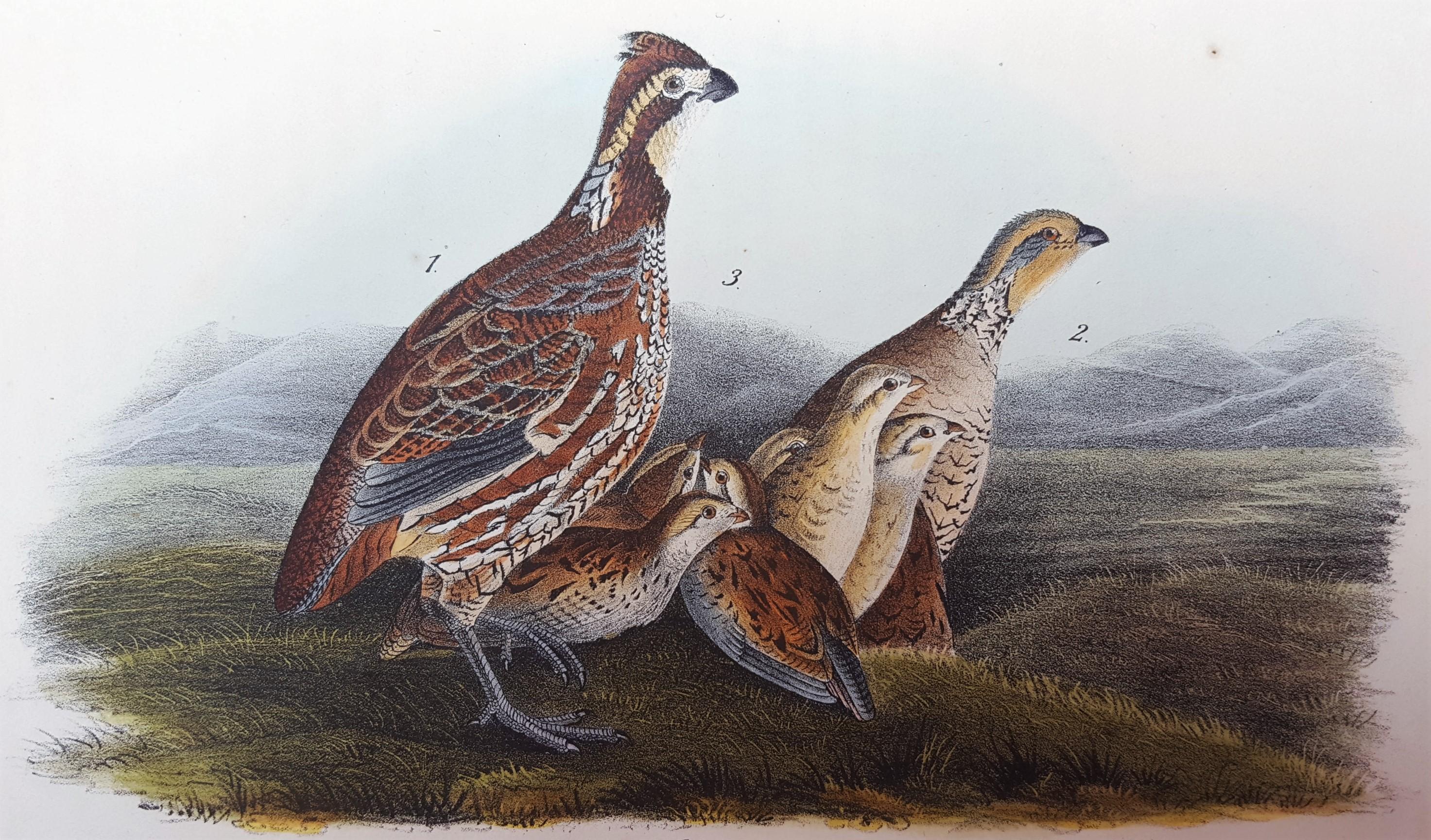 John James Audubon Animal Print - Common American Partridge