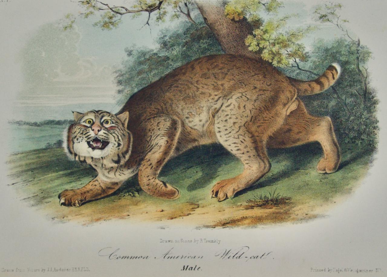 American Wildcat: An 18th C. 1st Octavo Edition Audubon Hand-colored Lithograph - Print by John James Audubon