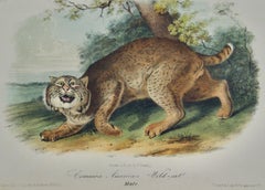 American Wildcat: An 18th C. 1st Octavo Edition Audubon Hand-colored Lithograph