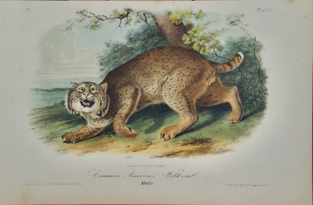 John James Audubon Animal Print - American Wildcat: An 18th C. 1st Octavo Edition Audubon Hand-colored Lithograph