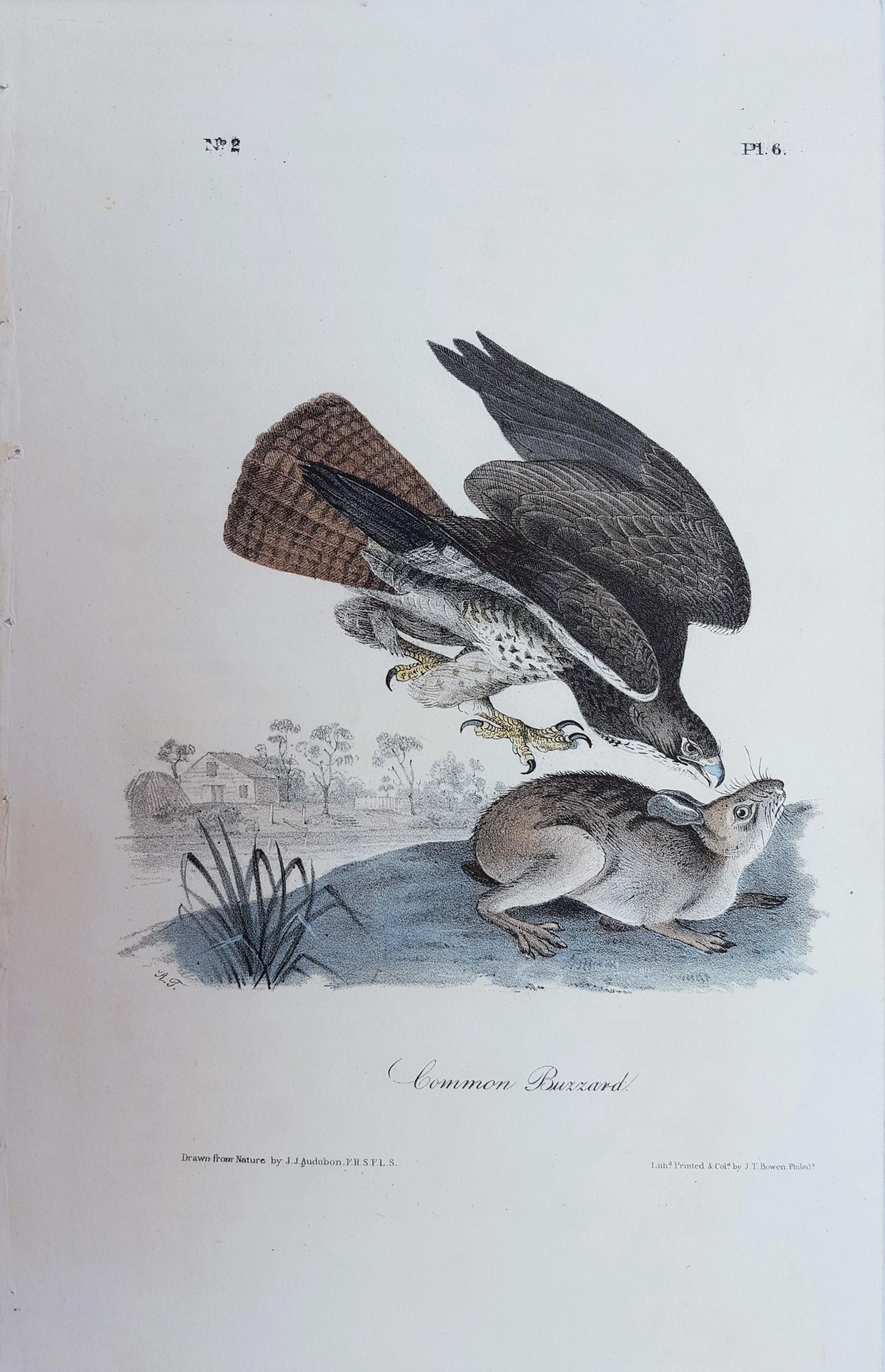 Common Buzzard - Print by John James Audubon