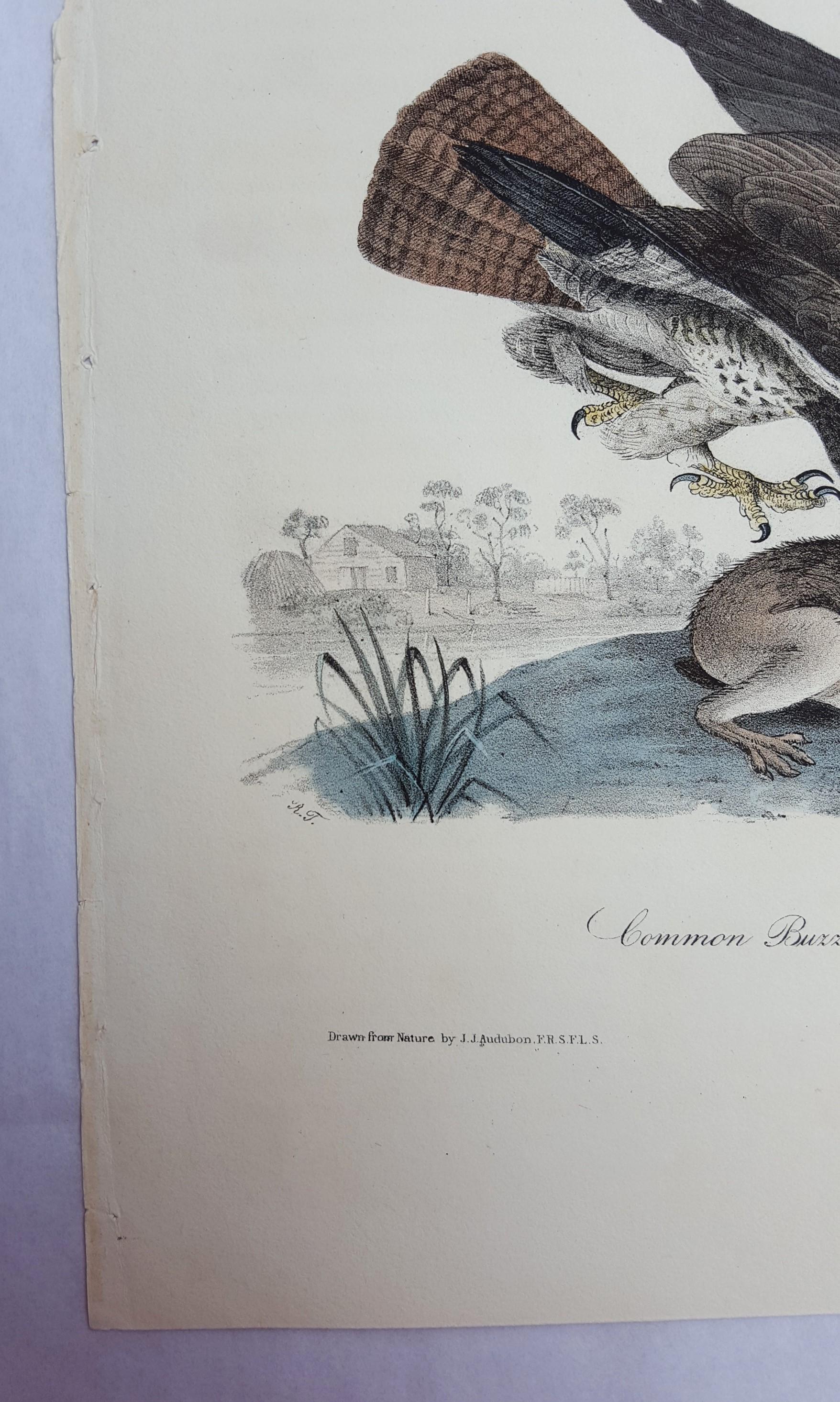 Common Buzzard - Victorian Print by John James Audubon