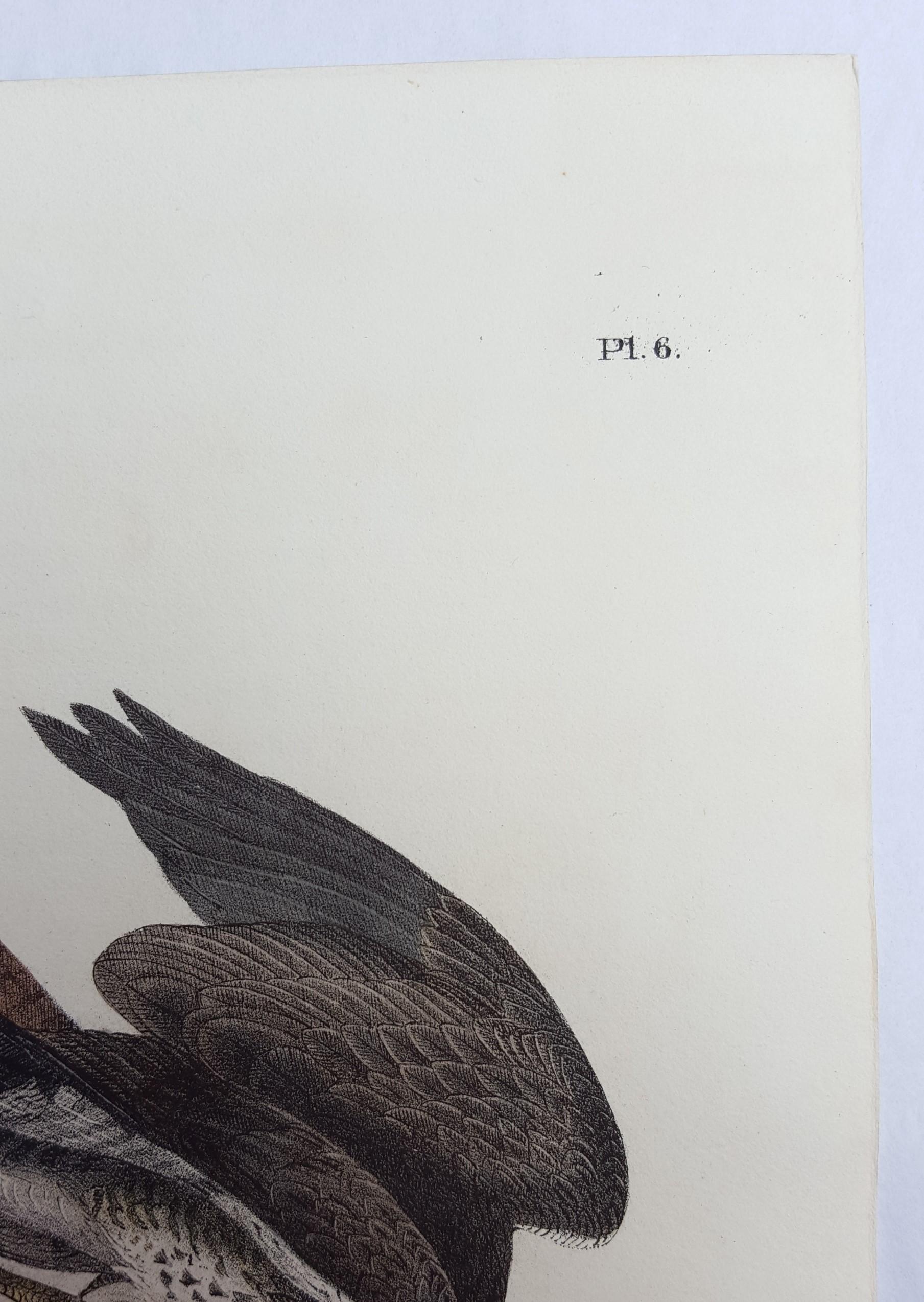 An original hand-colored lithograph on wove paper by American artist John James Audubon (1785-1851) titled 