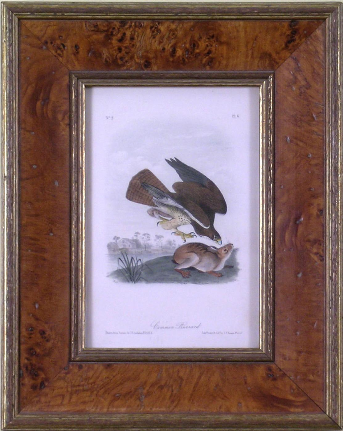 Common Buzzard - Academic Print by John James Audubon