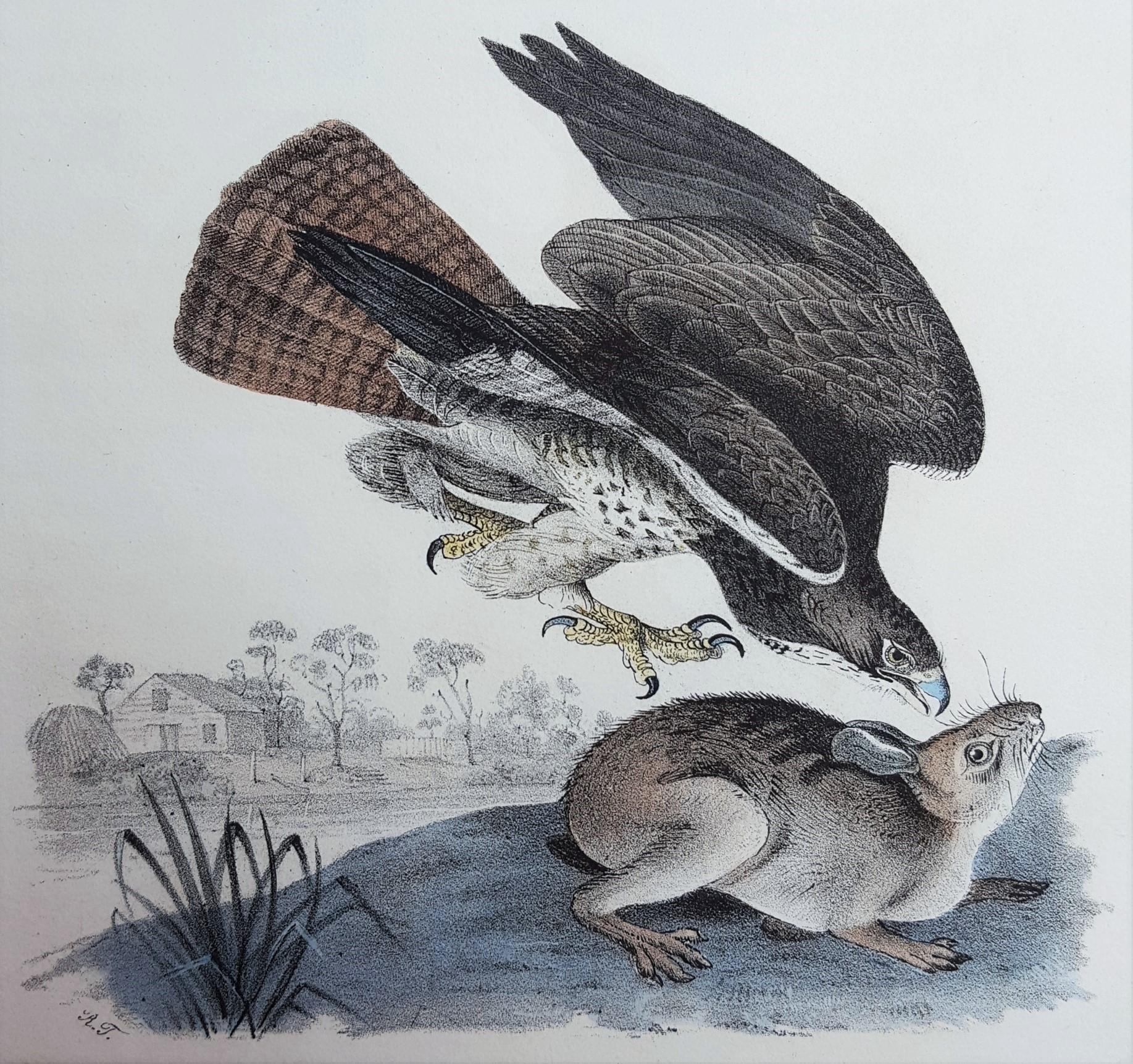 John James Audubon Animal Print - Common Buzzard