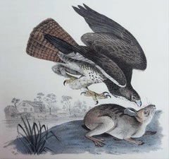 Antique Common Buzzard