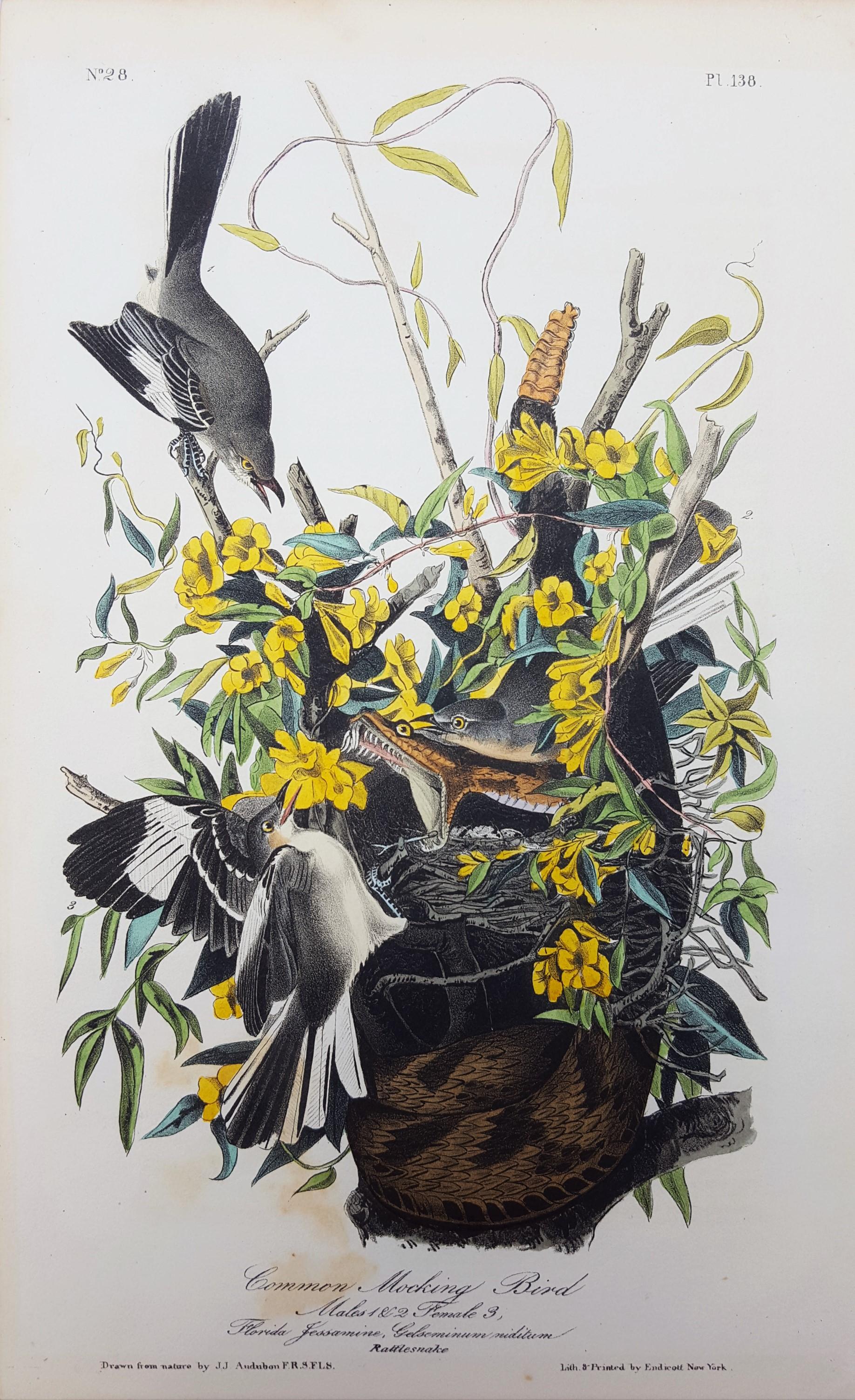 Common Mocking Bird - Print by John James Audubon