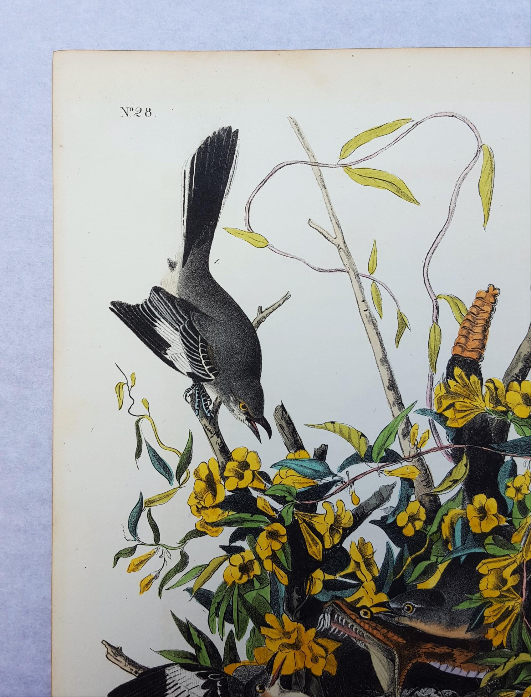 audubon mockingbird print
