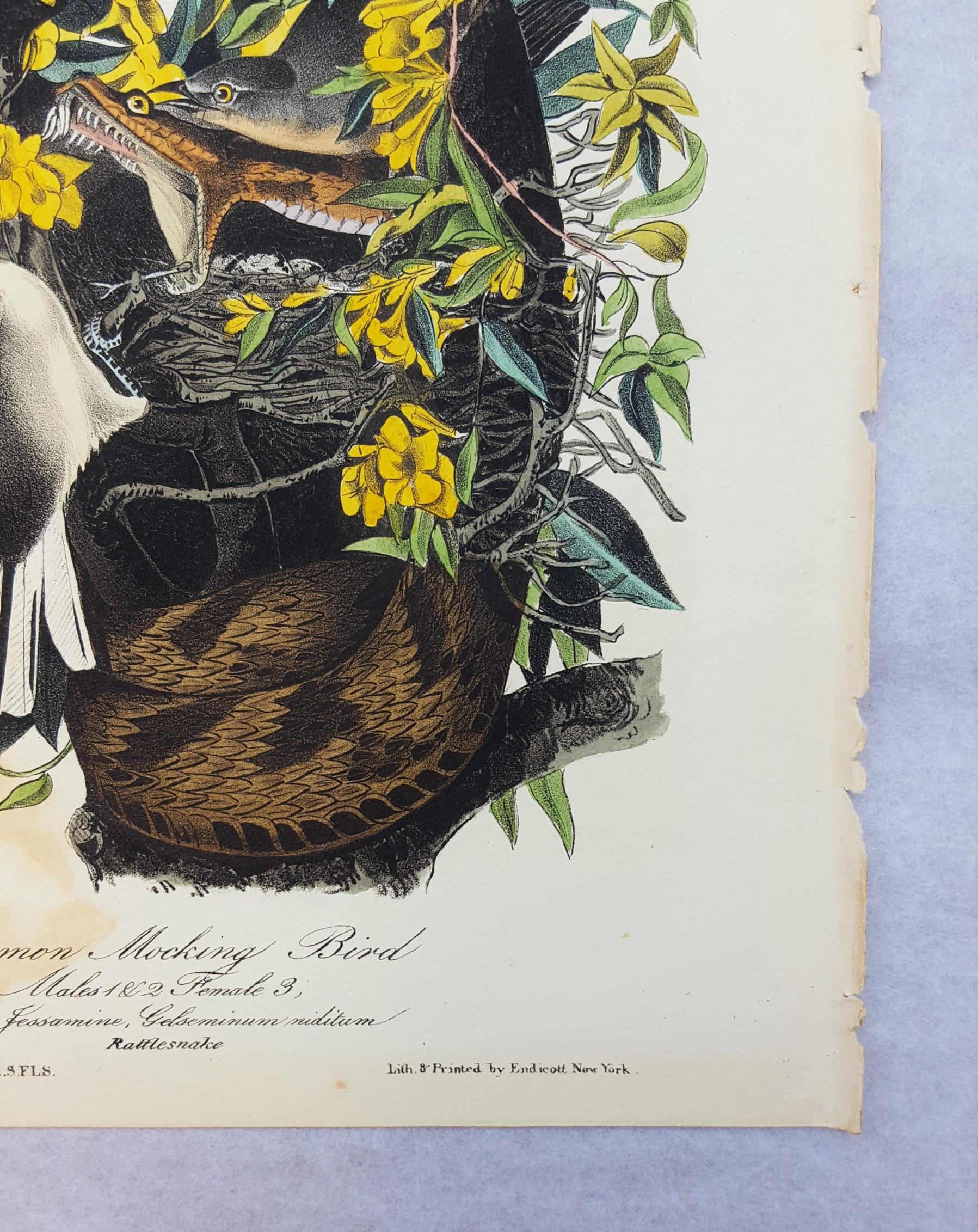 Common Mocking Bird - Victorian Print by John James Audubon