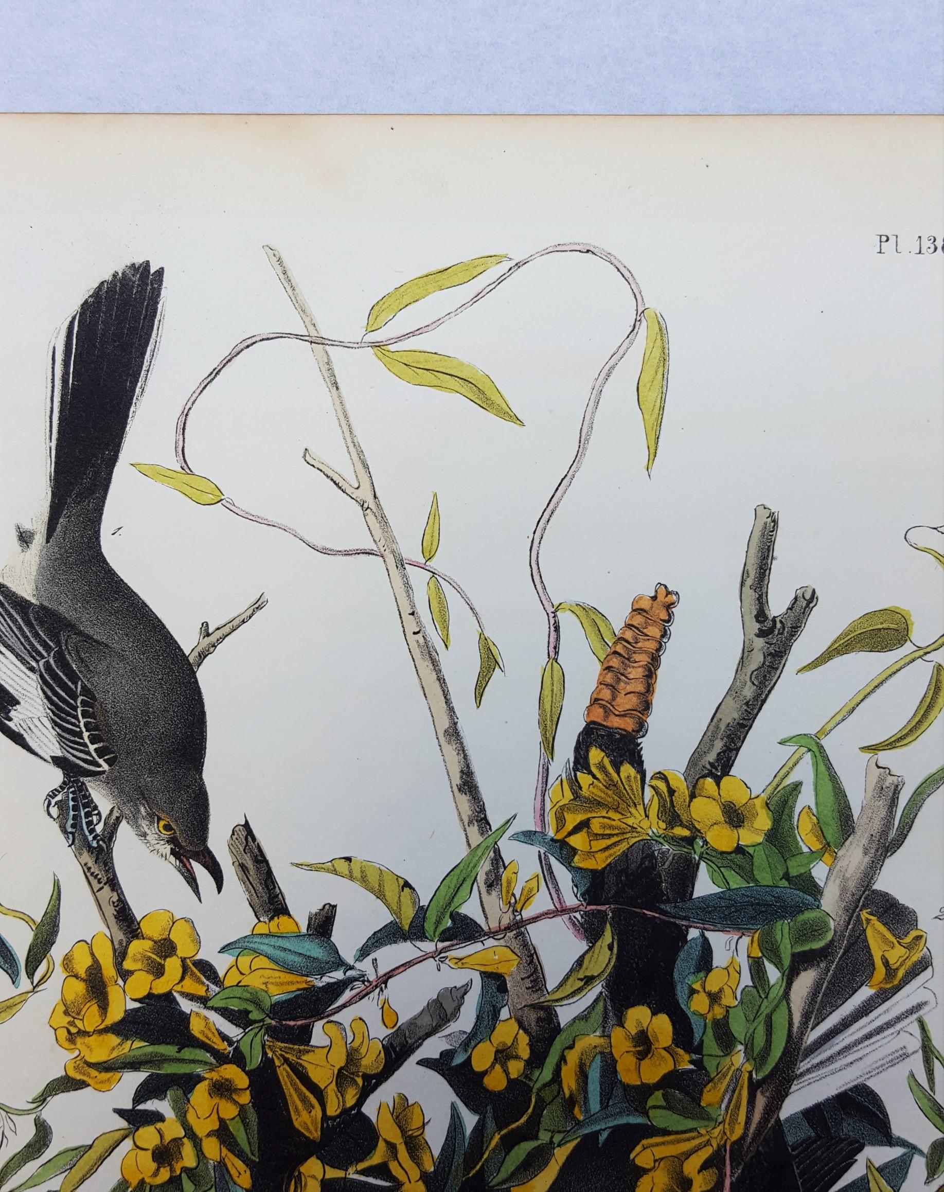 Common Mocking Bird - Beige Animal Print by John James Audubon