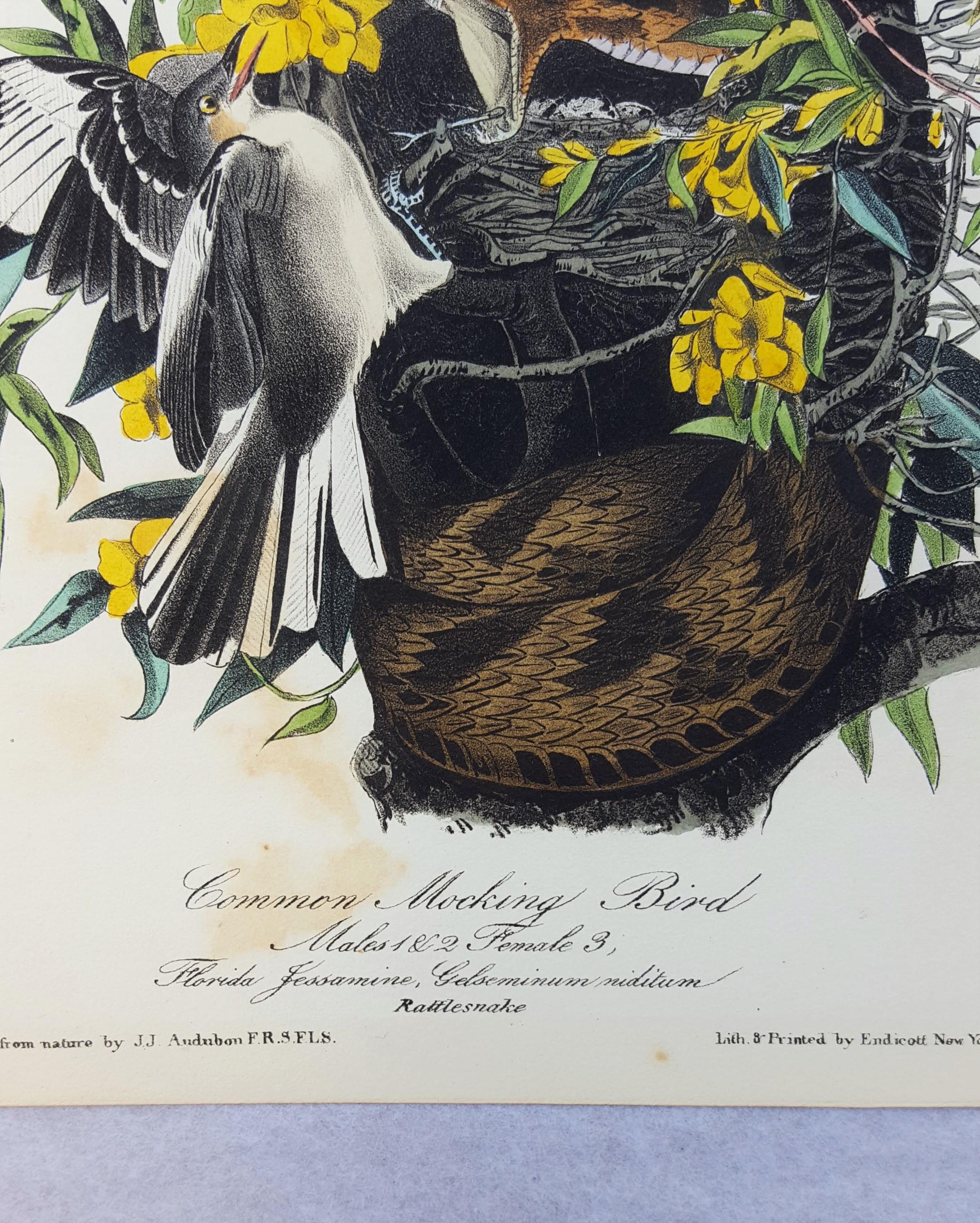 An original hand-colored lithograph on wove paper by American artist John James Audubon (1785-1851) titled 