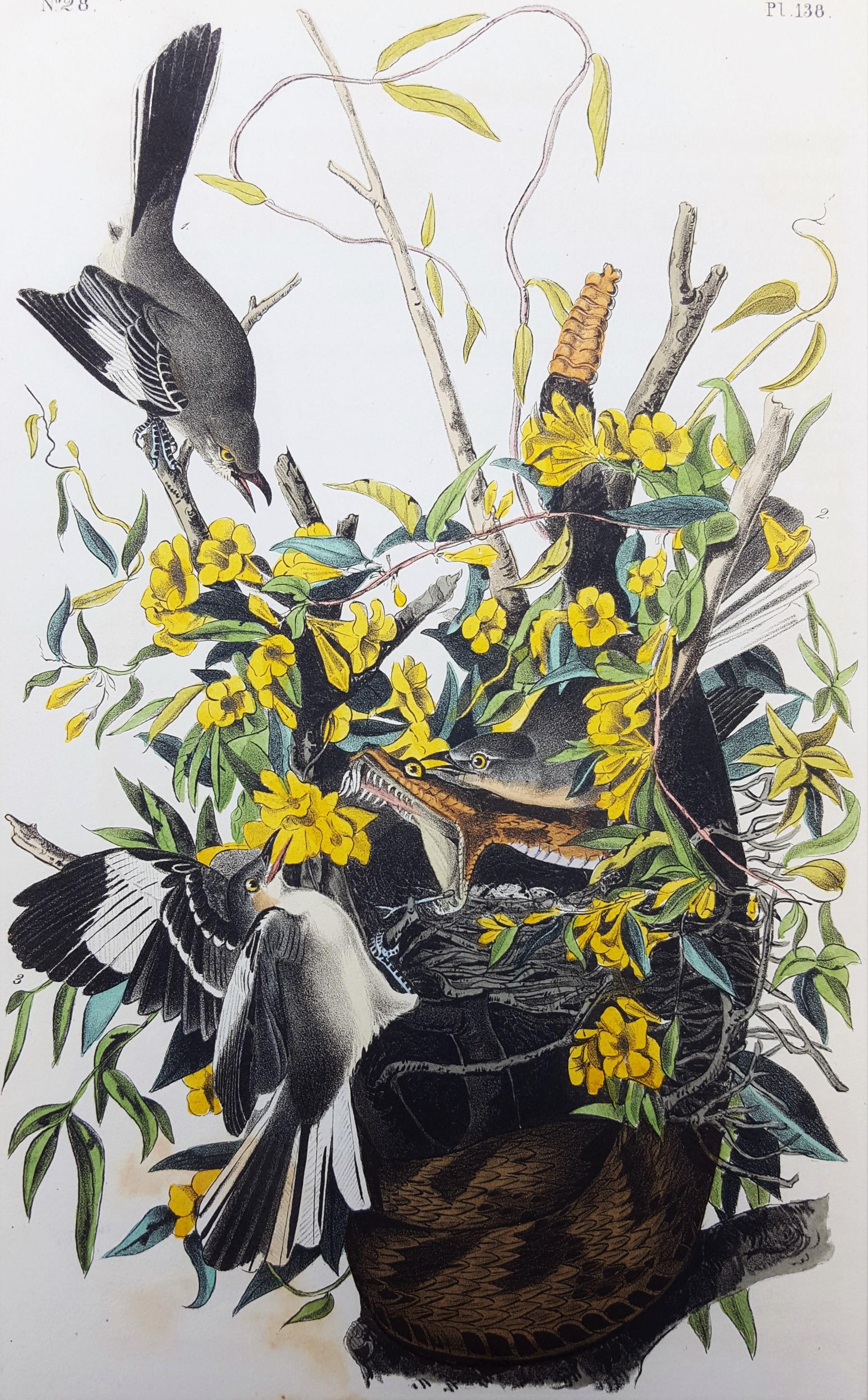 John James Audubon Animal Print - Common Mocking Bird