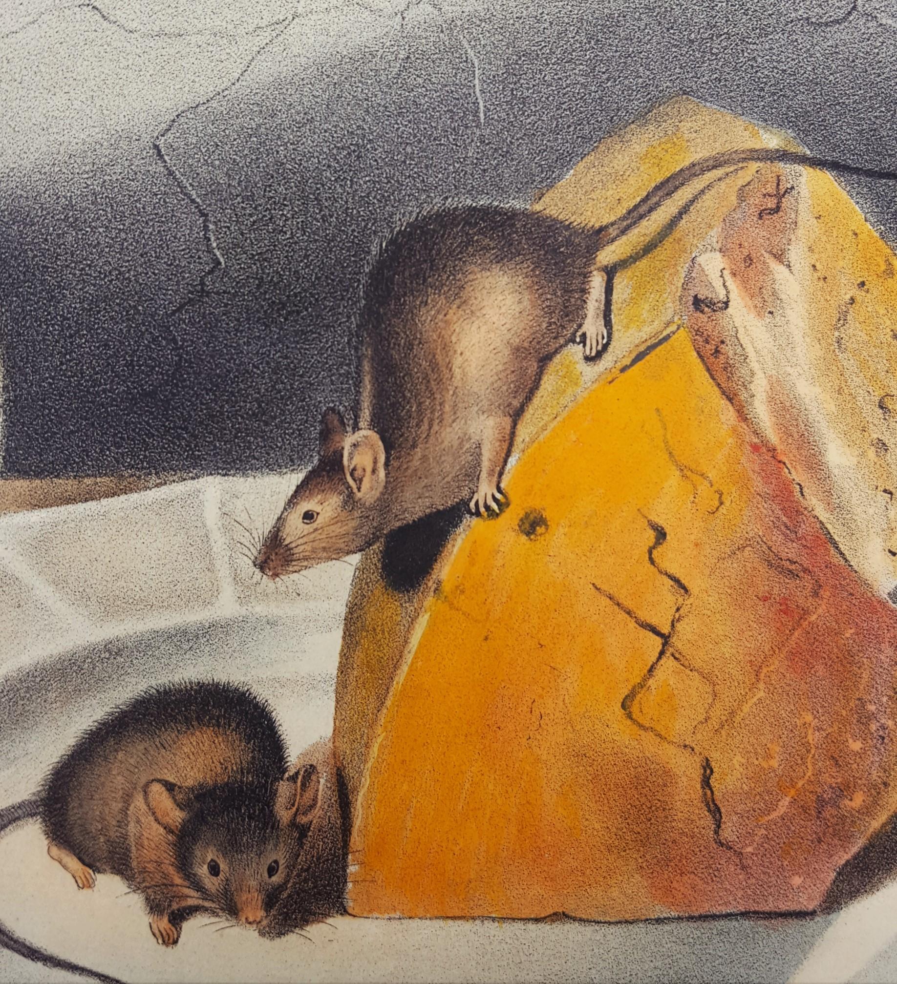 Common Mouse 6