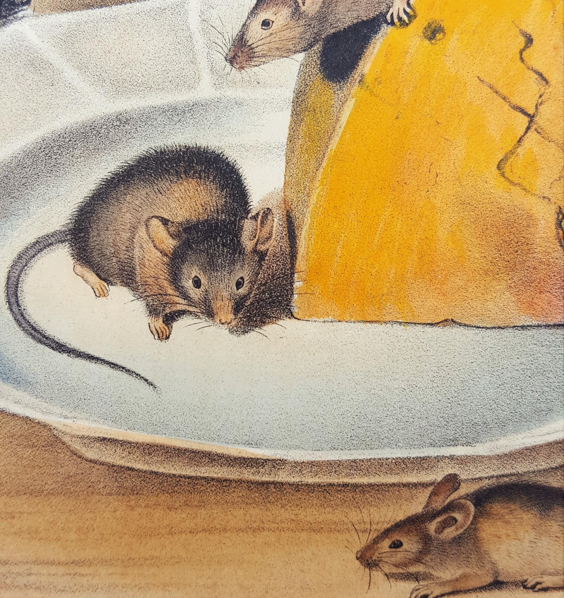 Common Mouse 8