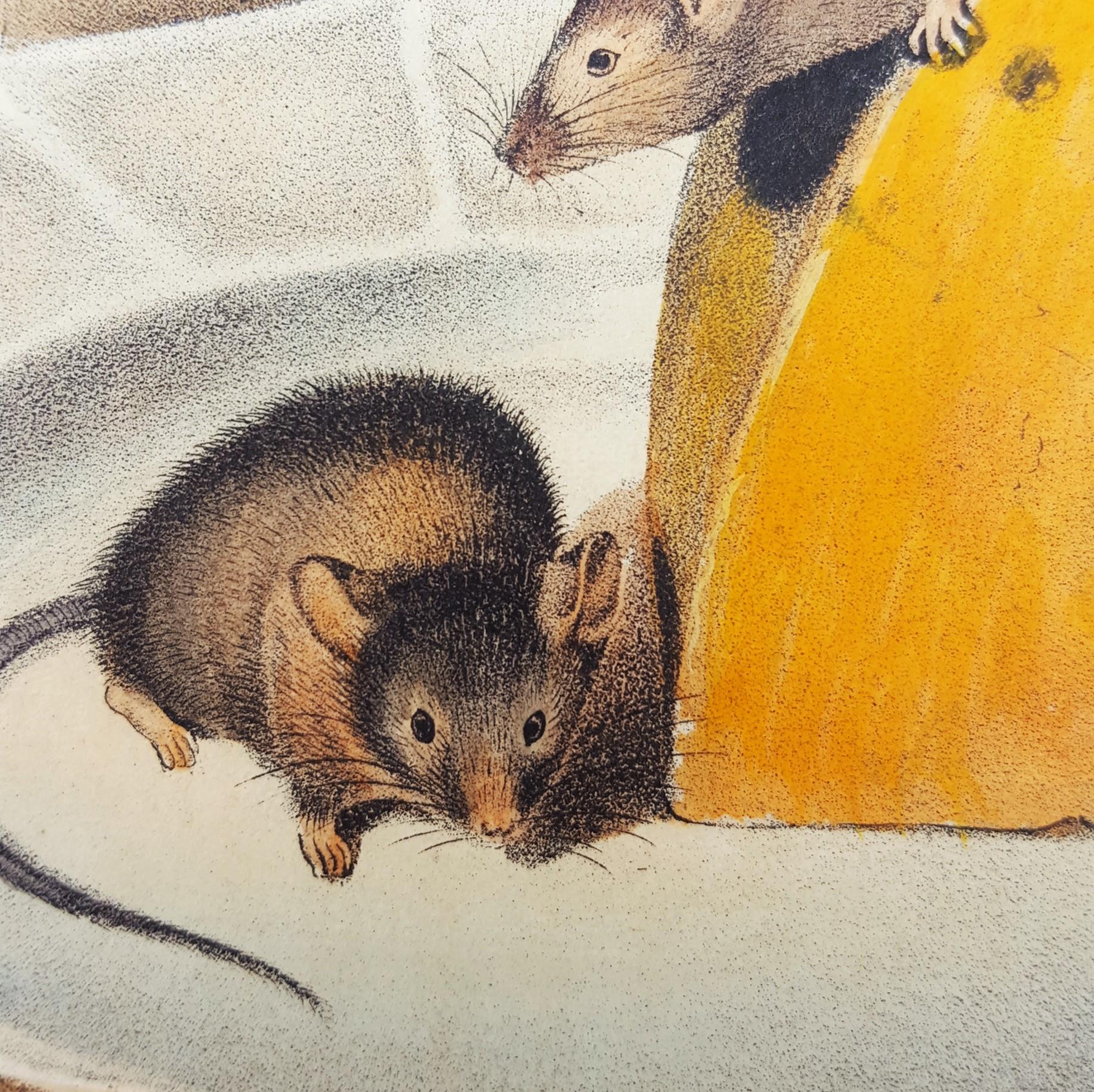 Common Mouse 9