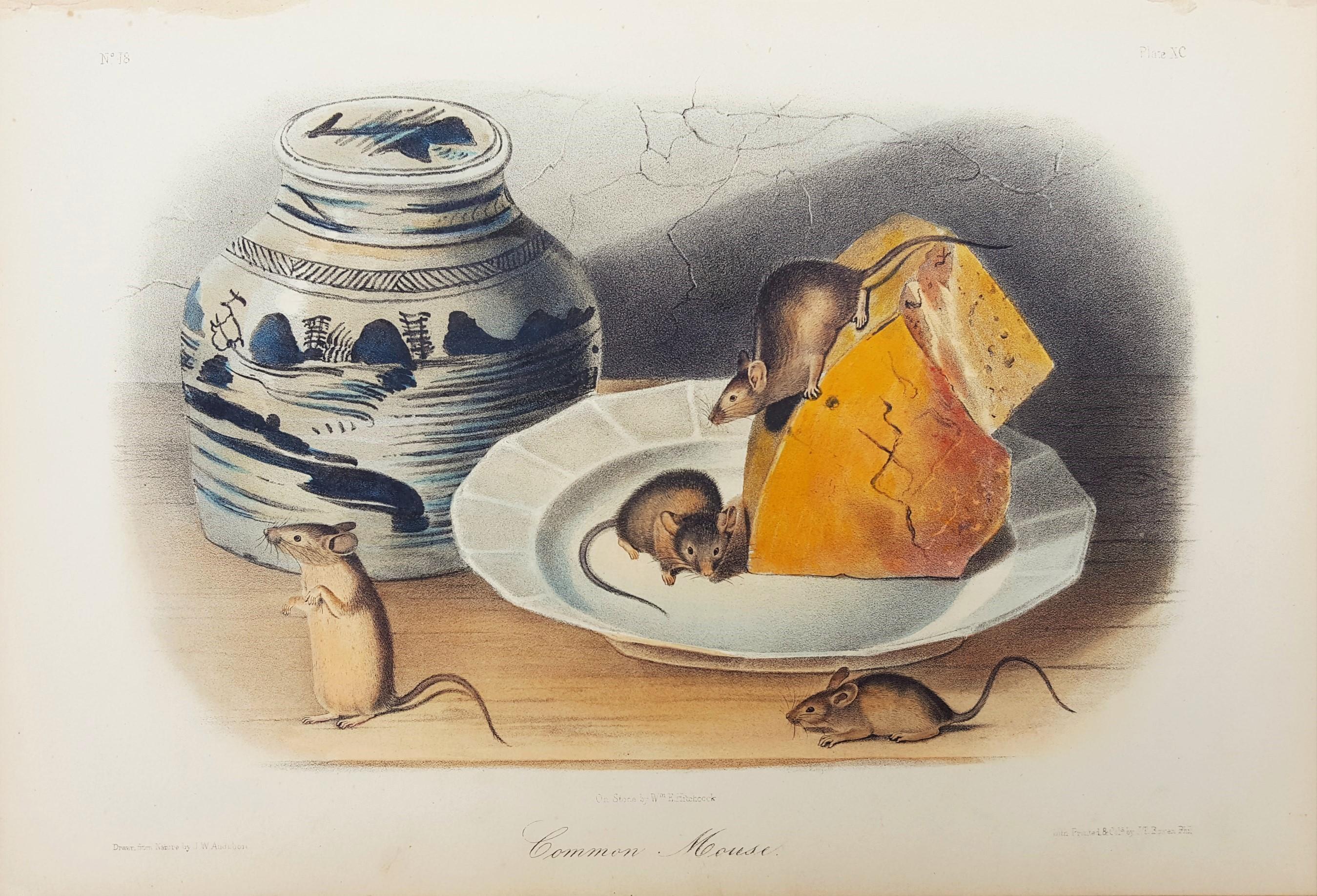 Common Mouse - Print by John James Audubon