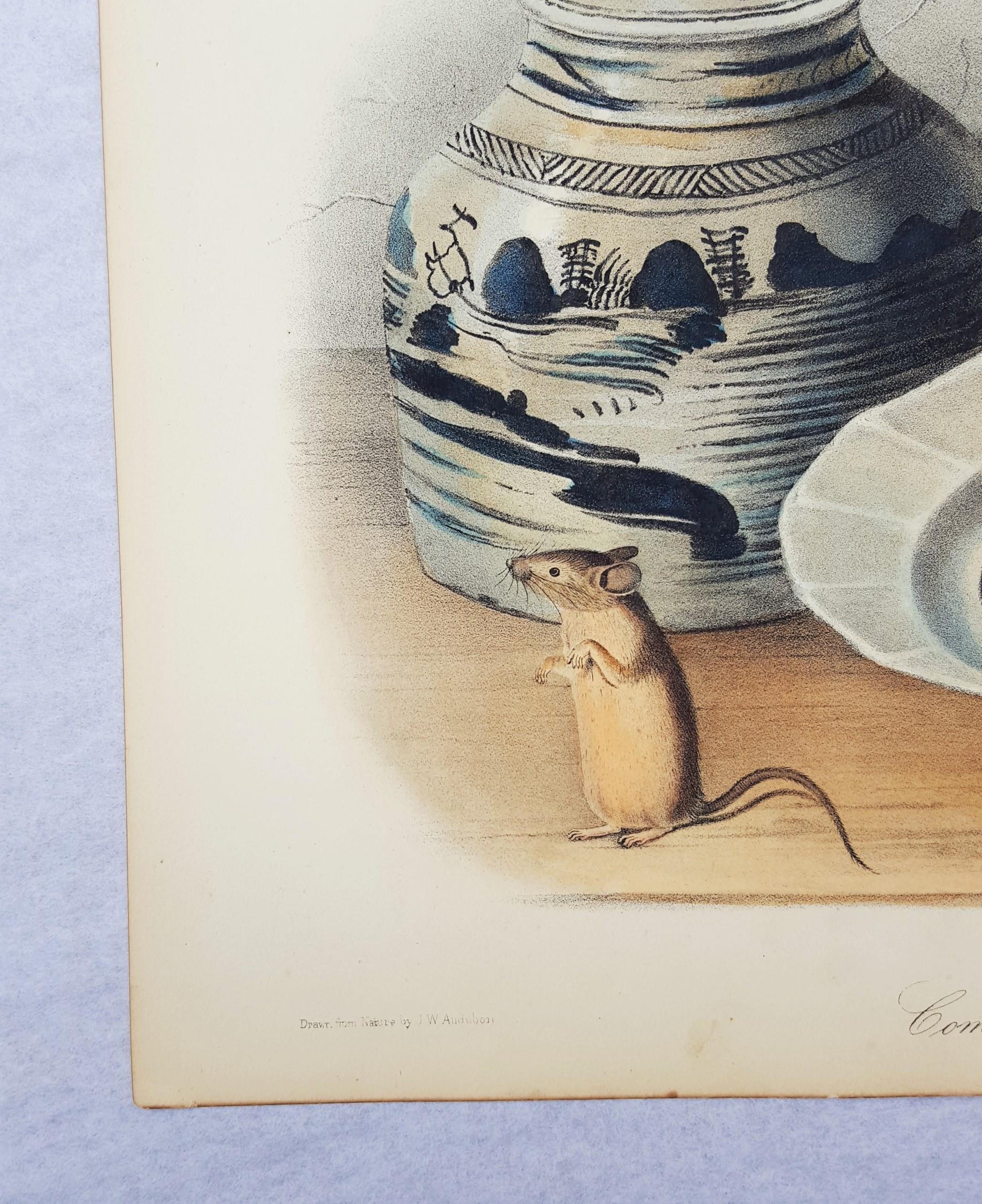 Common Mouse - Victorian Print by John James Audubon