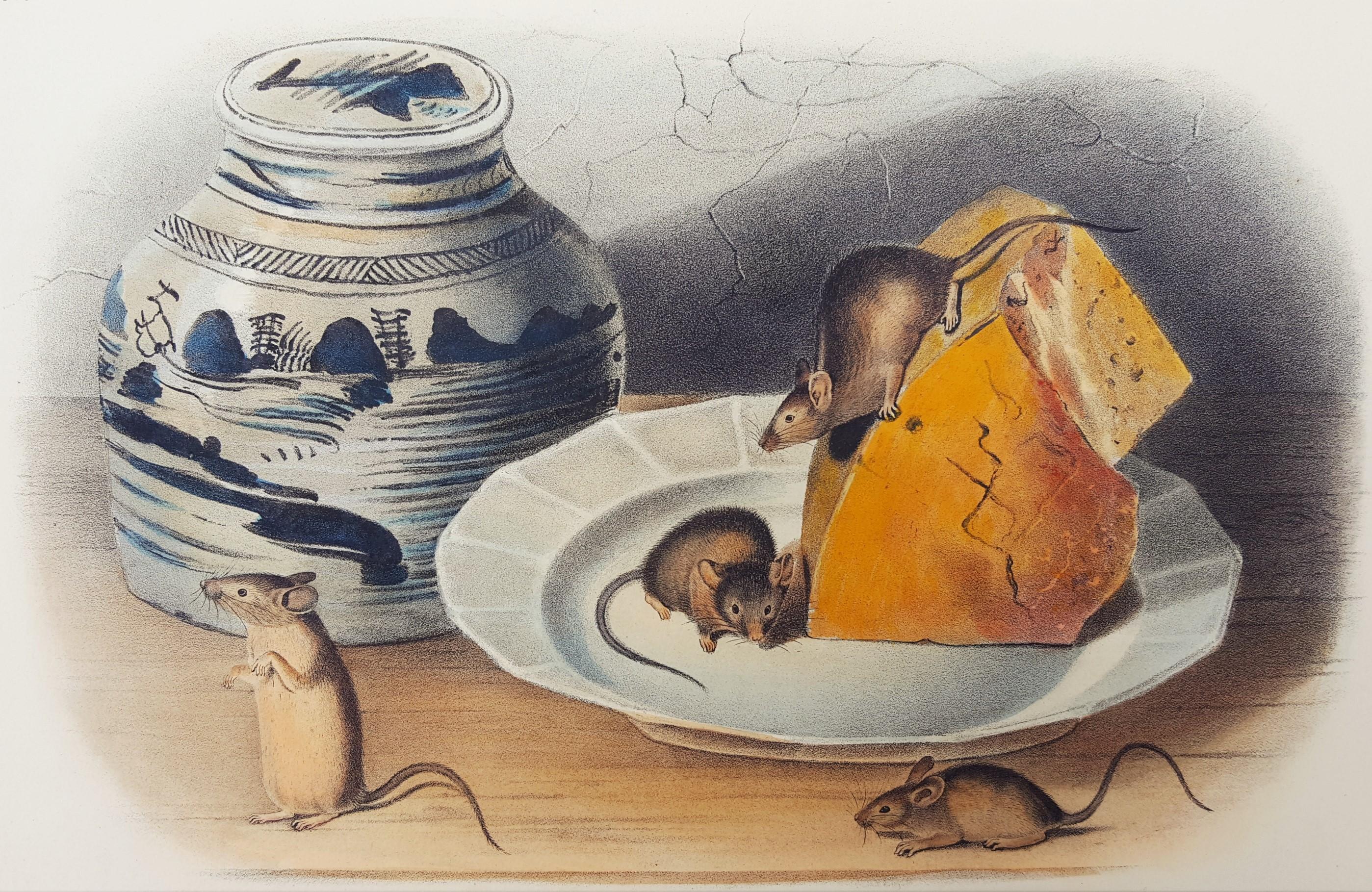 John James Audubon Animal Print - Common Mouse