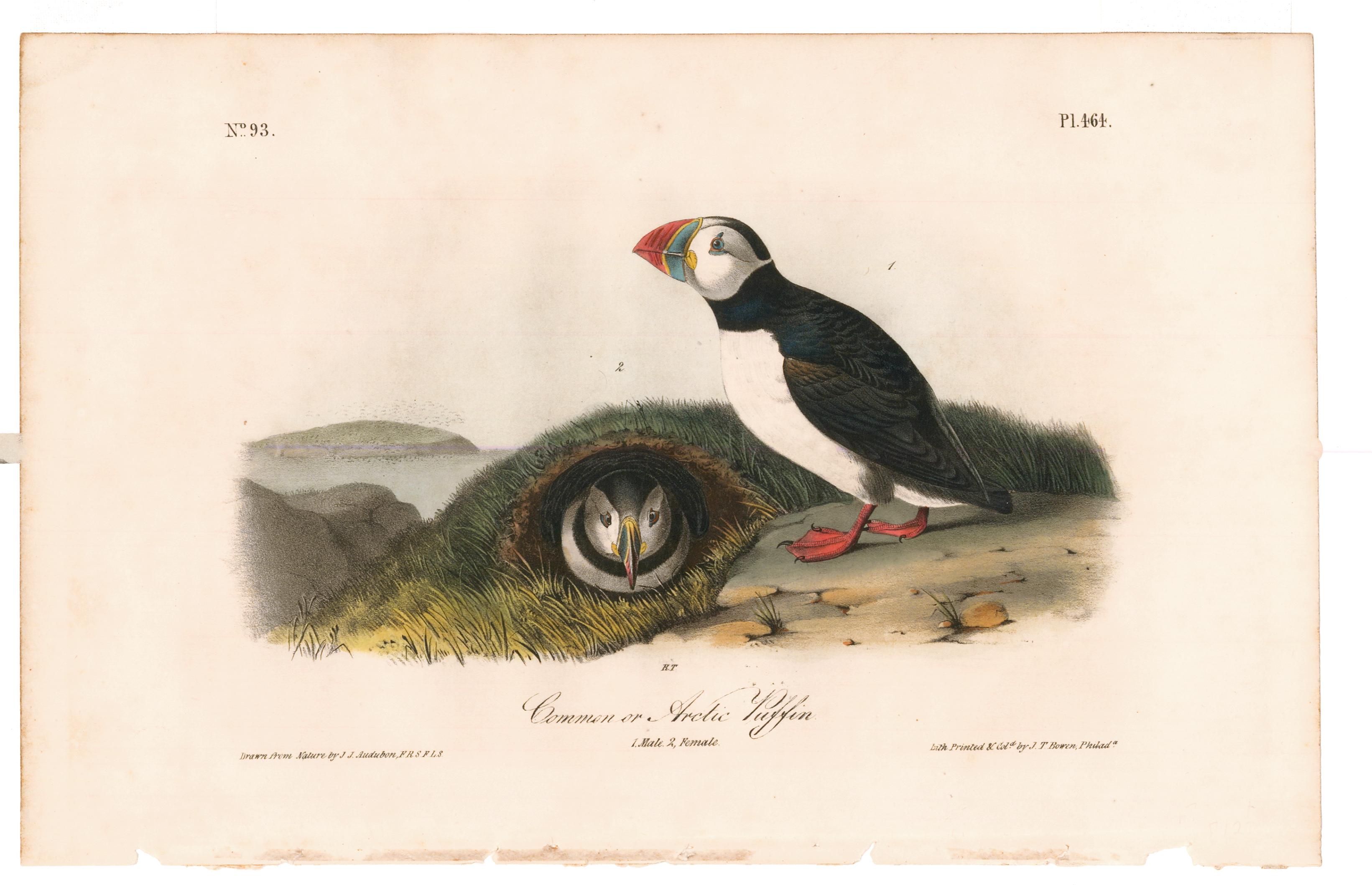 Papageientaucher oder Polartaucher – Print von John James Audubon