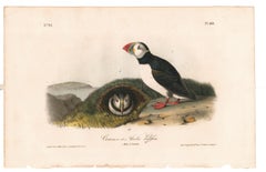 Common or Arctic Puffin