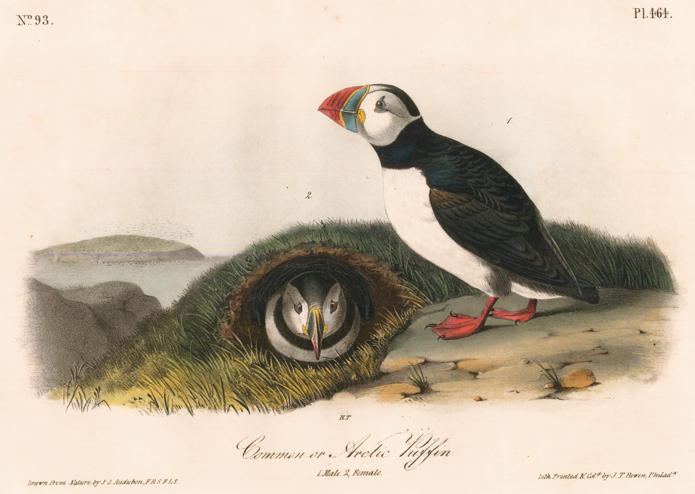 Animal Print John James Audubon - Puffin commun ou arctique