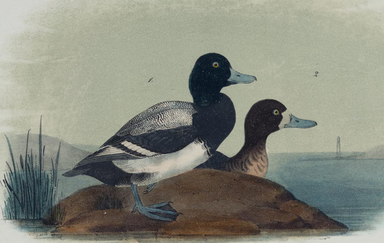 Duck Common Scaup Duck : une lithographie originale d'oiseaux Audubon du 19e siècle, colorée à la main  - Print de John James Audubon