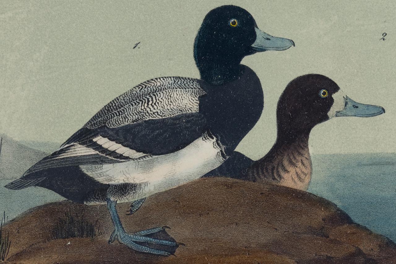 Duck Common Scaup Duck : une lithographie originale d'oiseaux Audubon du 19e siècle, colorée à la main  - Naturalisme Print par John James Audubon