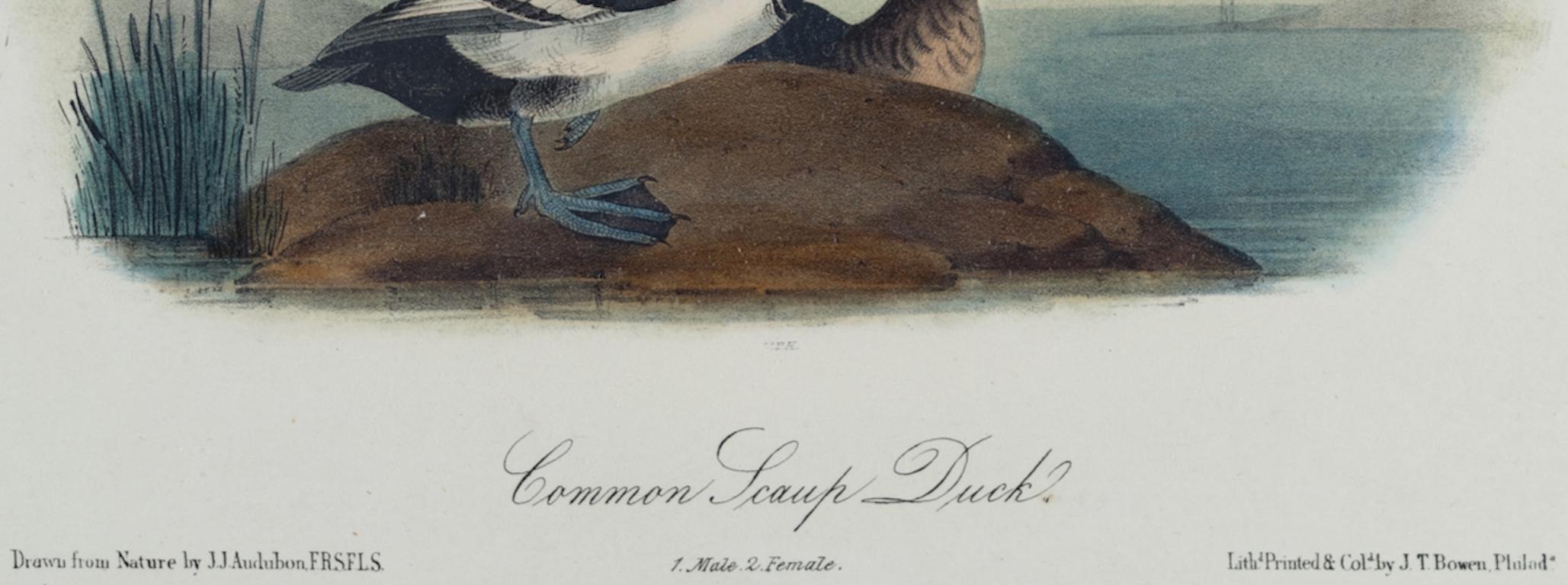 Il s'agit d'une lithographie originale du 19e siècle de John James Audubon, coloriée à la main, intitulée 