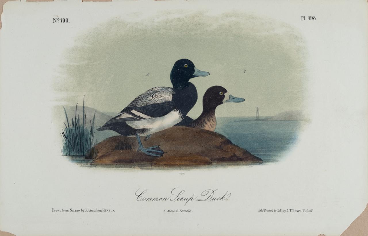 Animal Print John James Audubon - Duck Common Scaup Duck : une lithographie originale d'oiseaux Audubon du 19e siècle, colorée à la main 