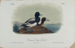 Common Scaup Duck: An Original 19th C. Audubon Hand-colored Bird Lithograph 