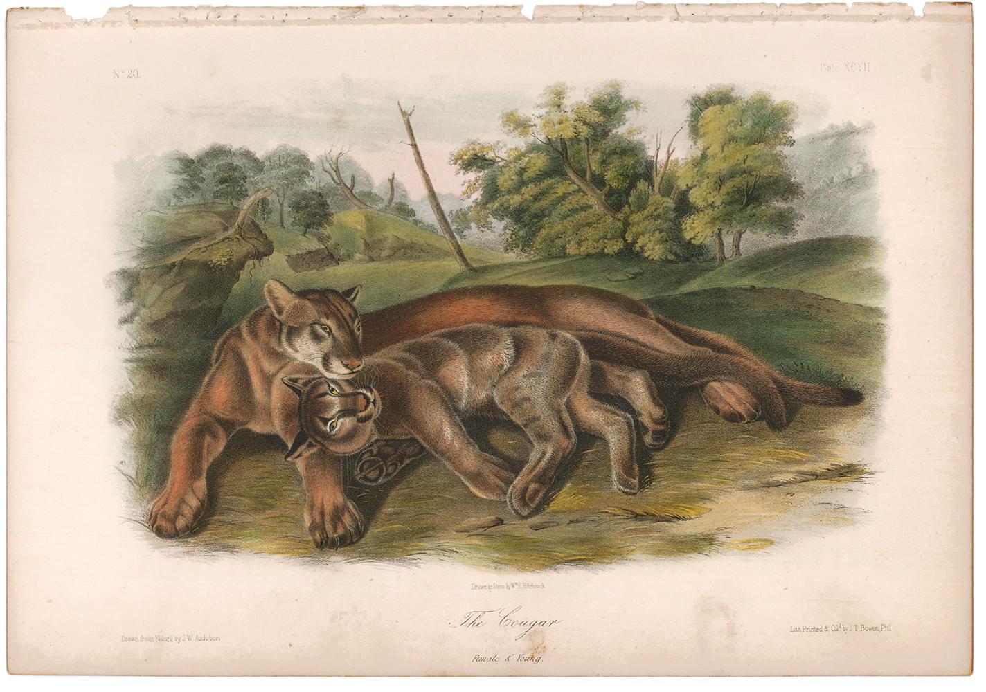 Cougar von Audubon – Print von John James Audubon