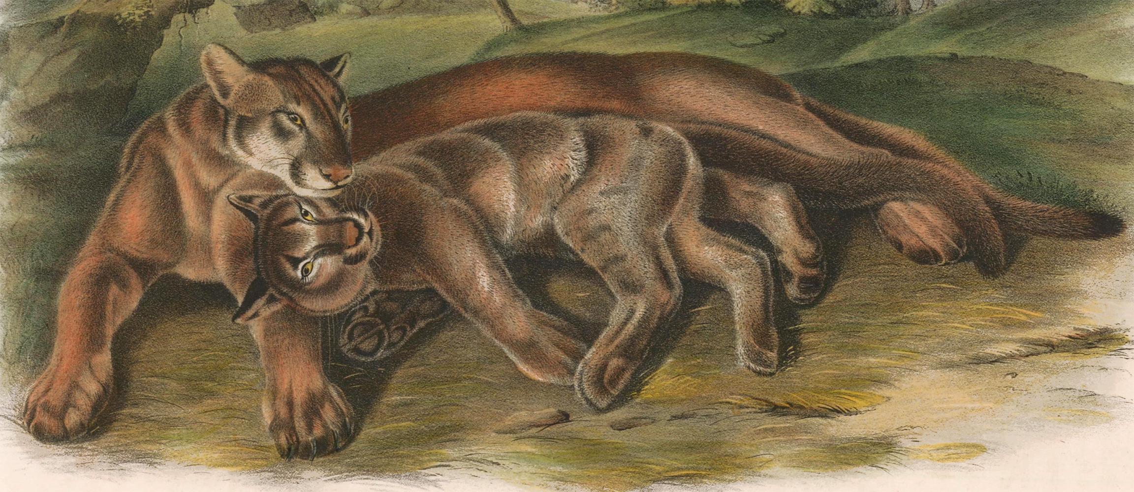 Cougar von Audubon (Braun), Animal Print, von John James Audubon