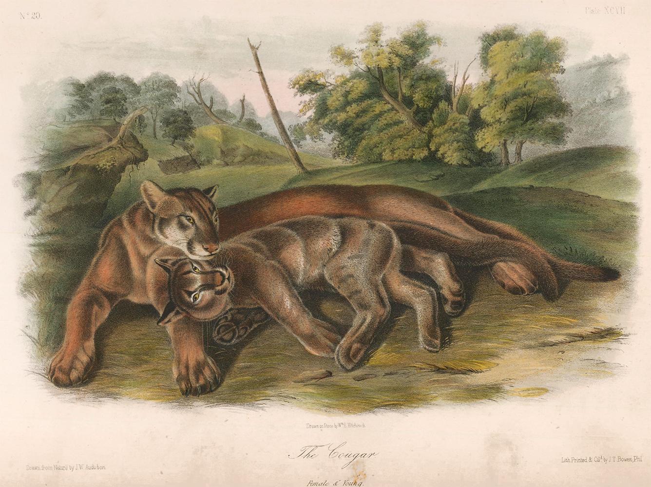John James Audubon Animal Print – Cougar von Audubon
