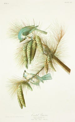 Crested Titmouse and Black and White Creeper