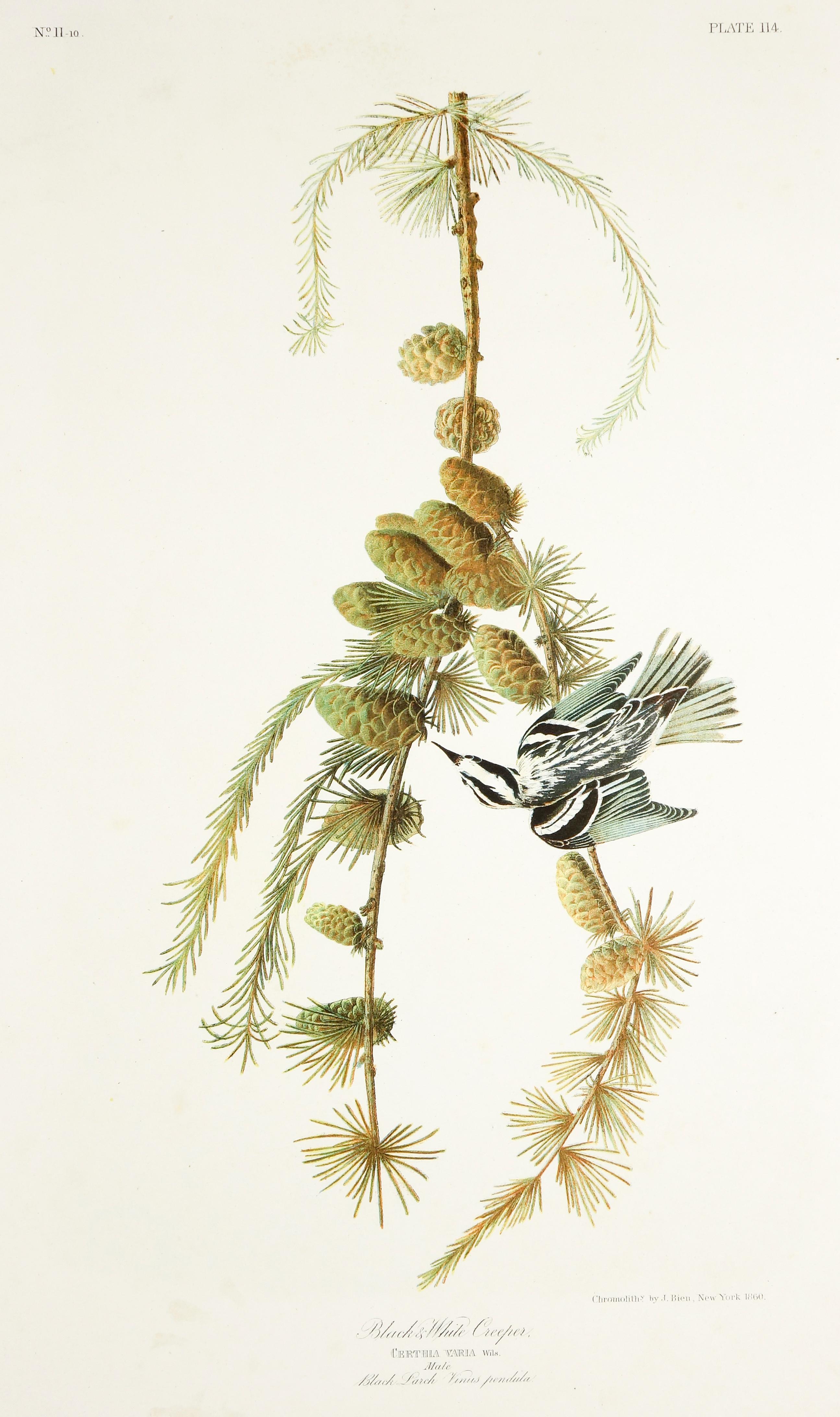 Original color lithograph of Crested Titmouse and Black and White Creeper from John James Audubon, The Birds of America, Bien Edition, 1860. Unframed. Image size: 22 x 14 inches each.

Produced between 1858 and 1860, the Bien edition of Audubon’s