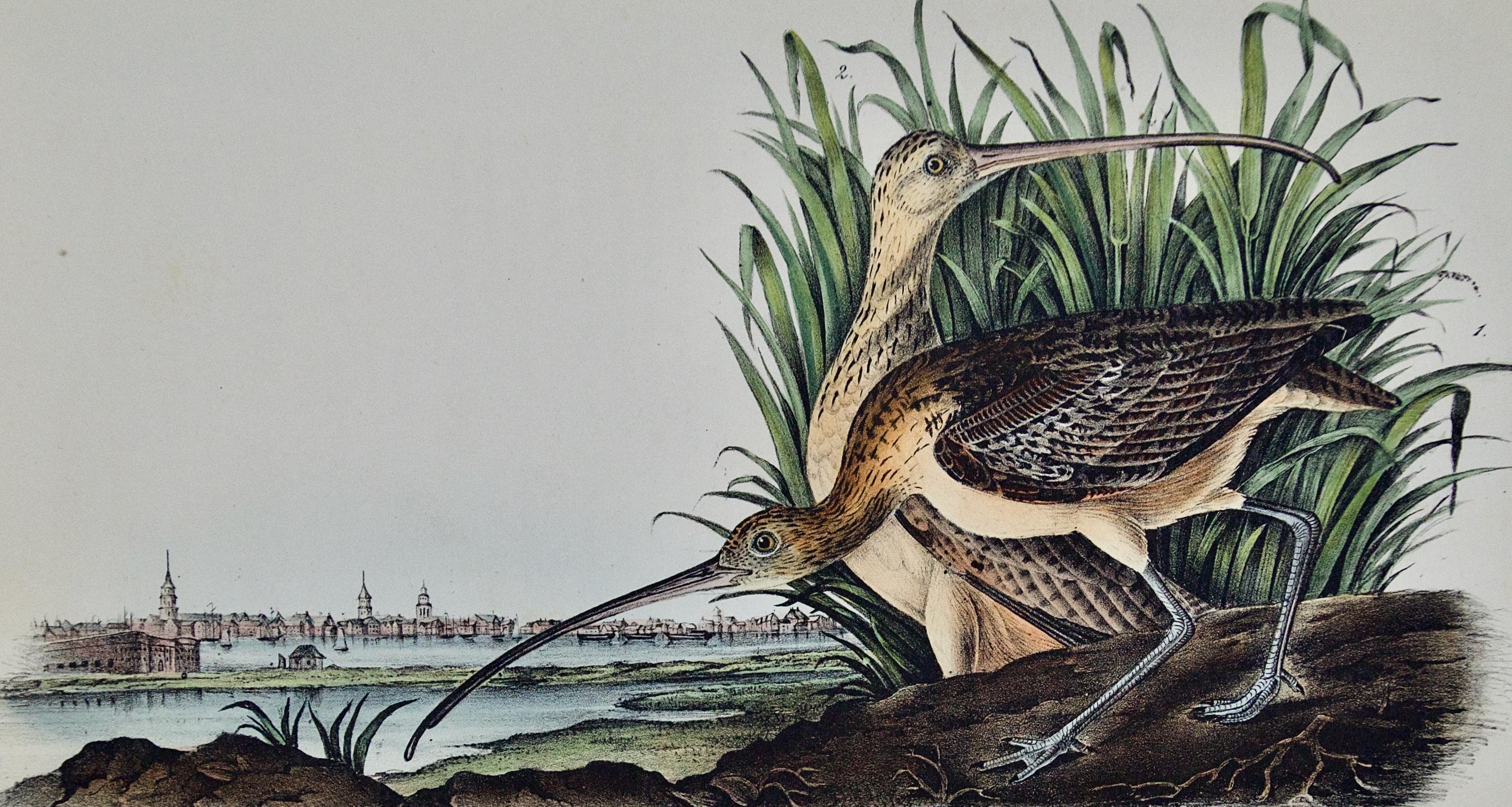 Curlew Bird and Charleston, SC: Original 1st Ed. Audubon Hand-colored Lithograph - Print by John James Audubon